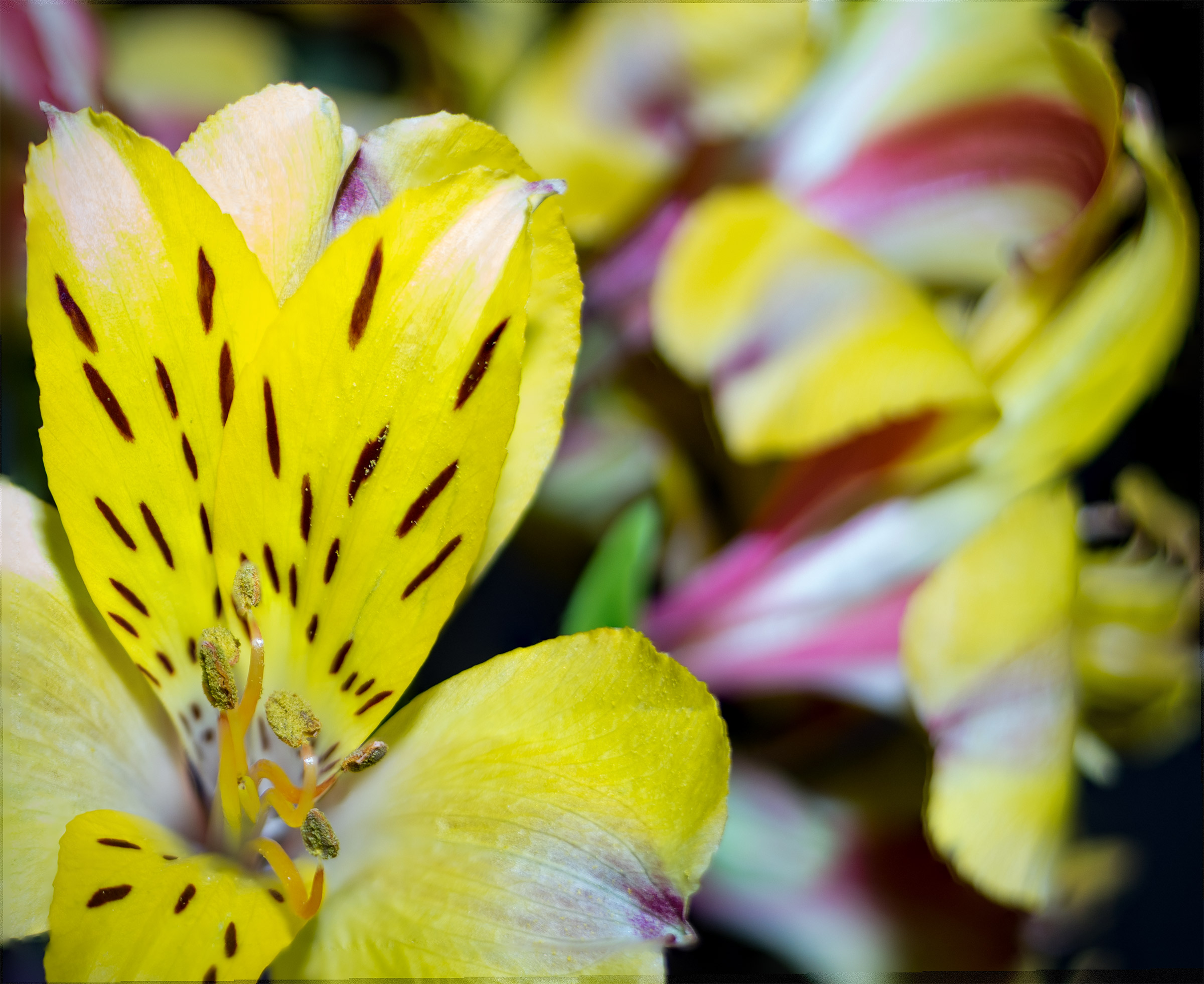 Prop per modeling floreale 2