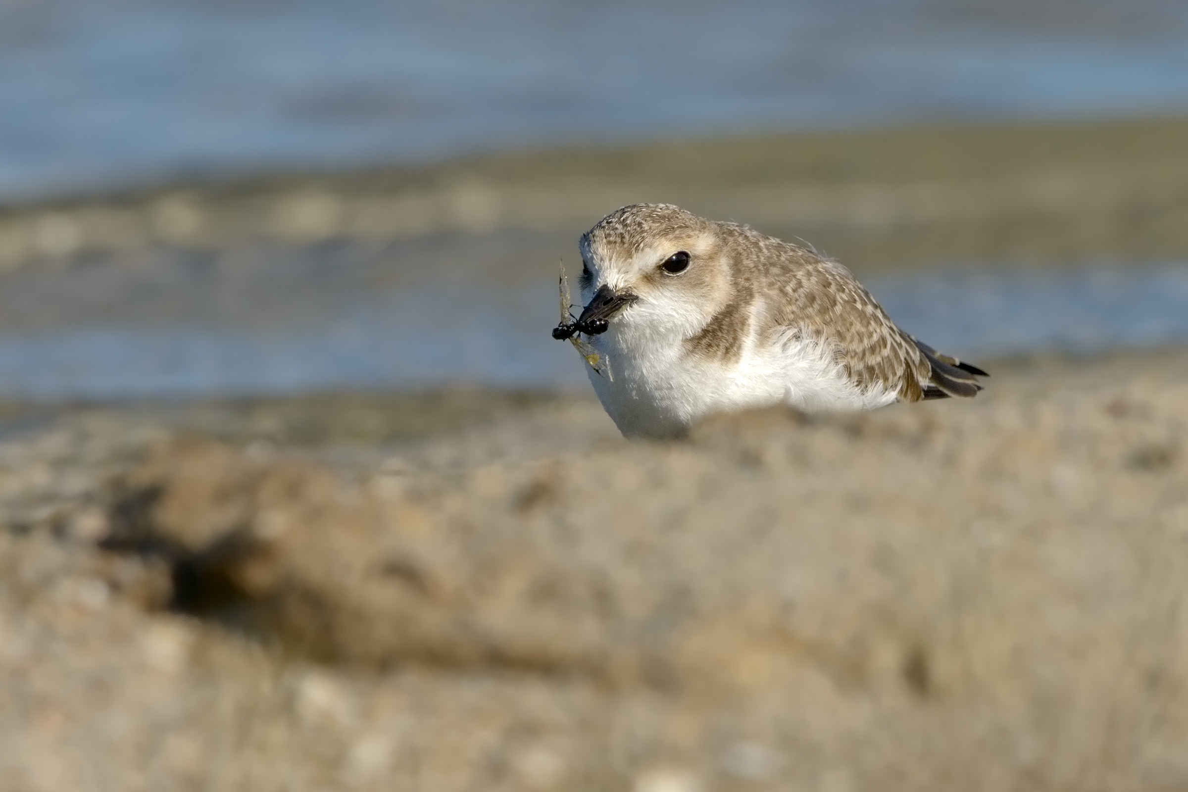 femmina di fratino in predazione