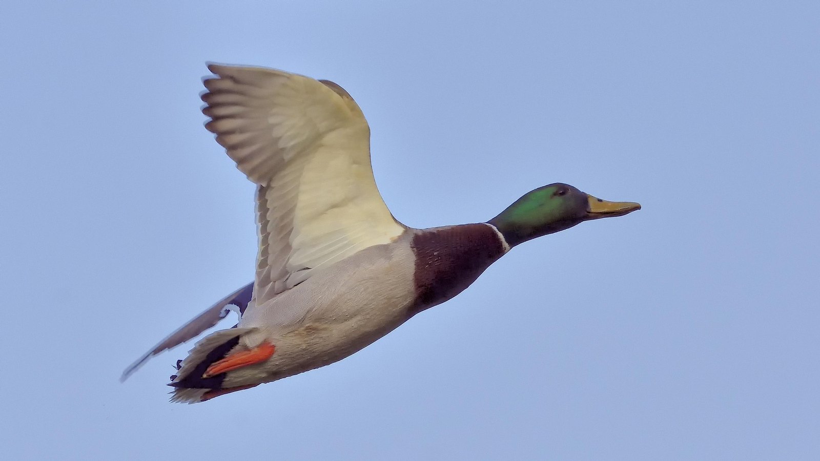 Malard Duck in flight