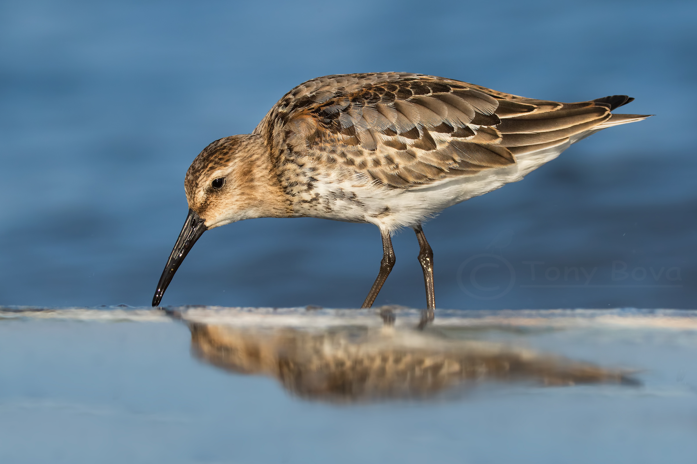 Dunlin ...