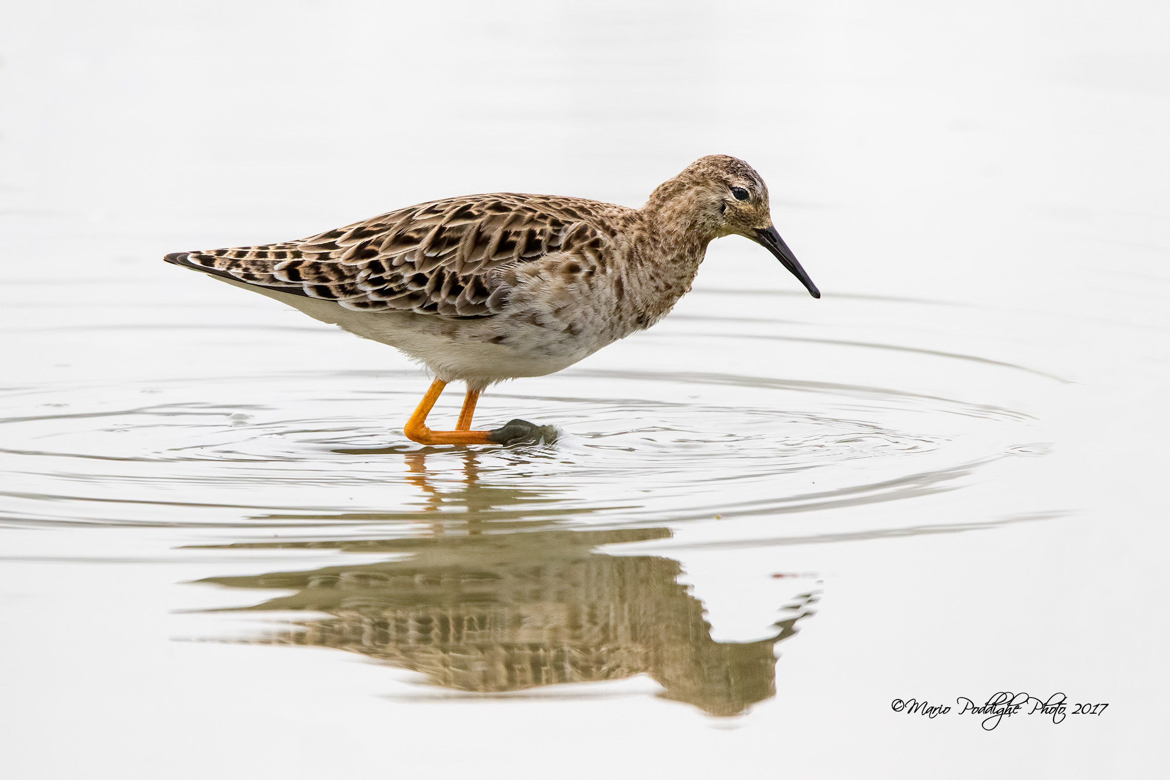 The padding along Fighter