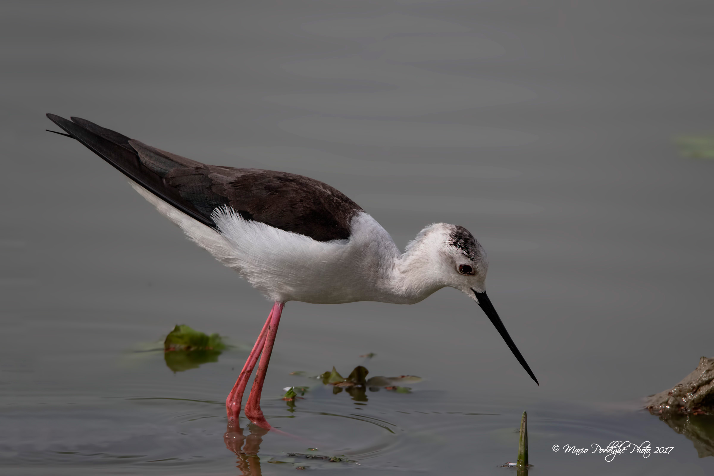 Waiting advances from Knight