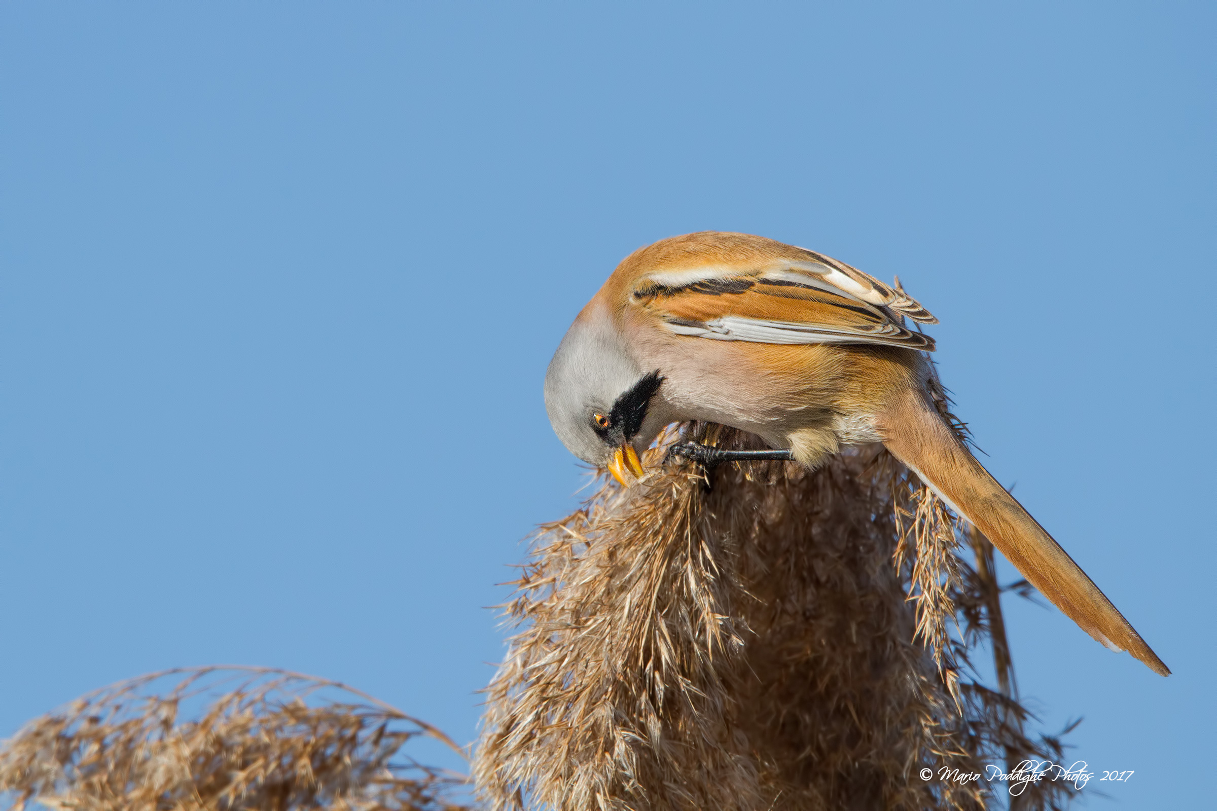 The meal of Basettino