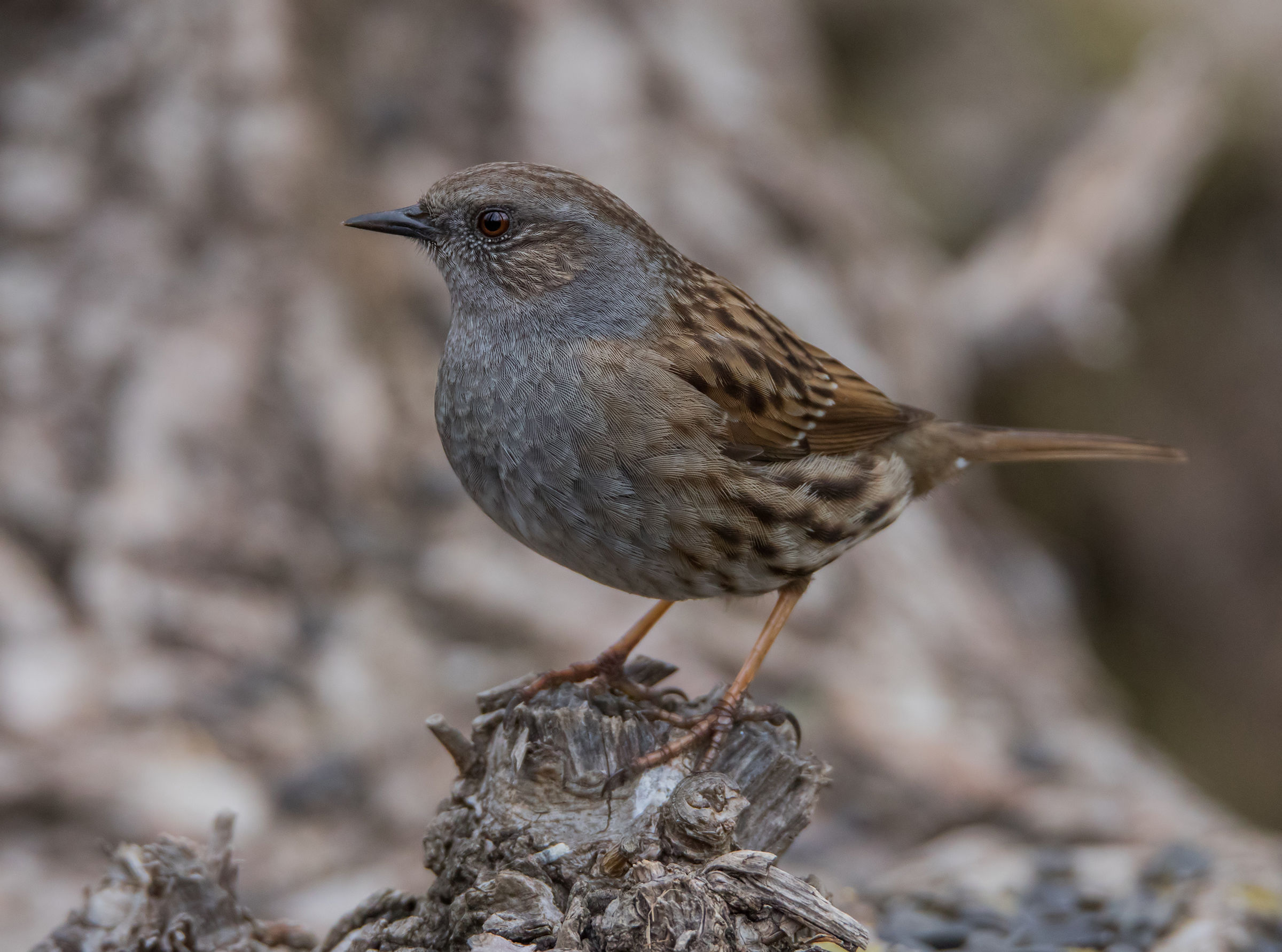 Dunnock