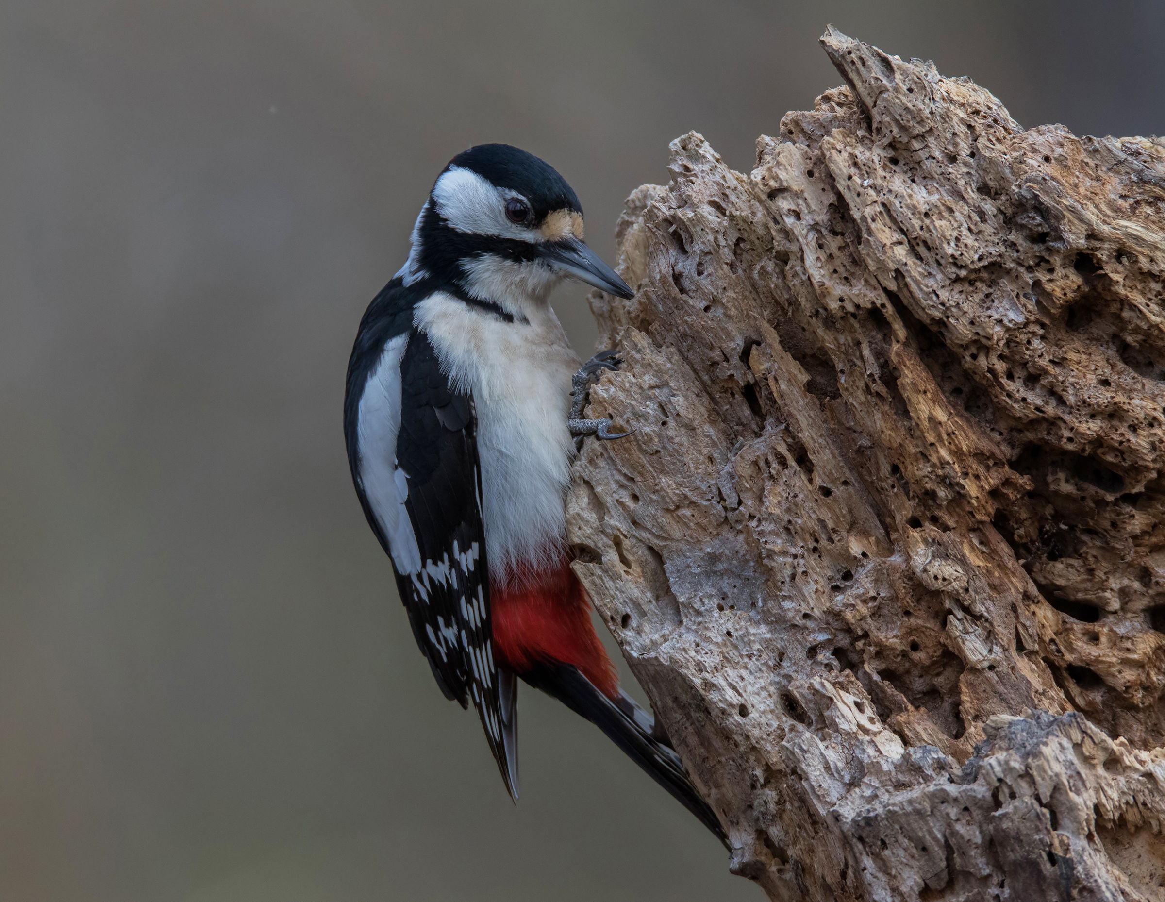 Spotted Woodpecker (F)