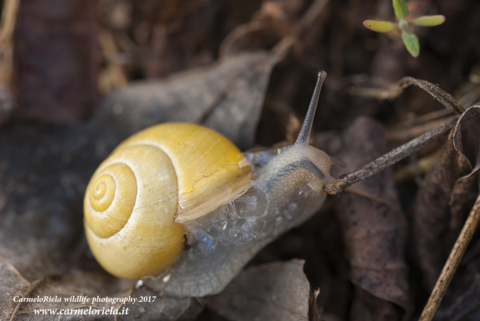 Yellow Snail (Cepaea nemoralis, Linnaeus 1758)