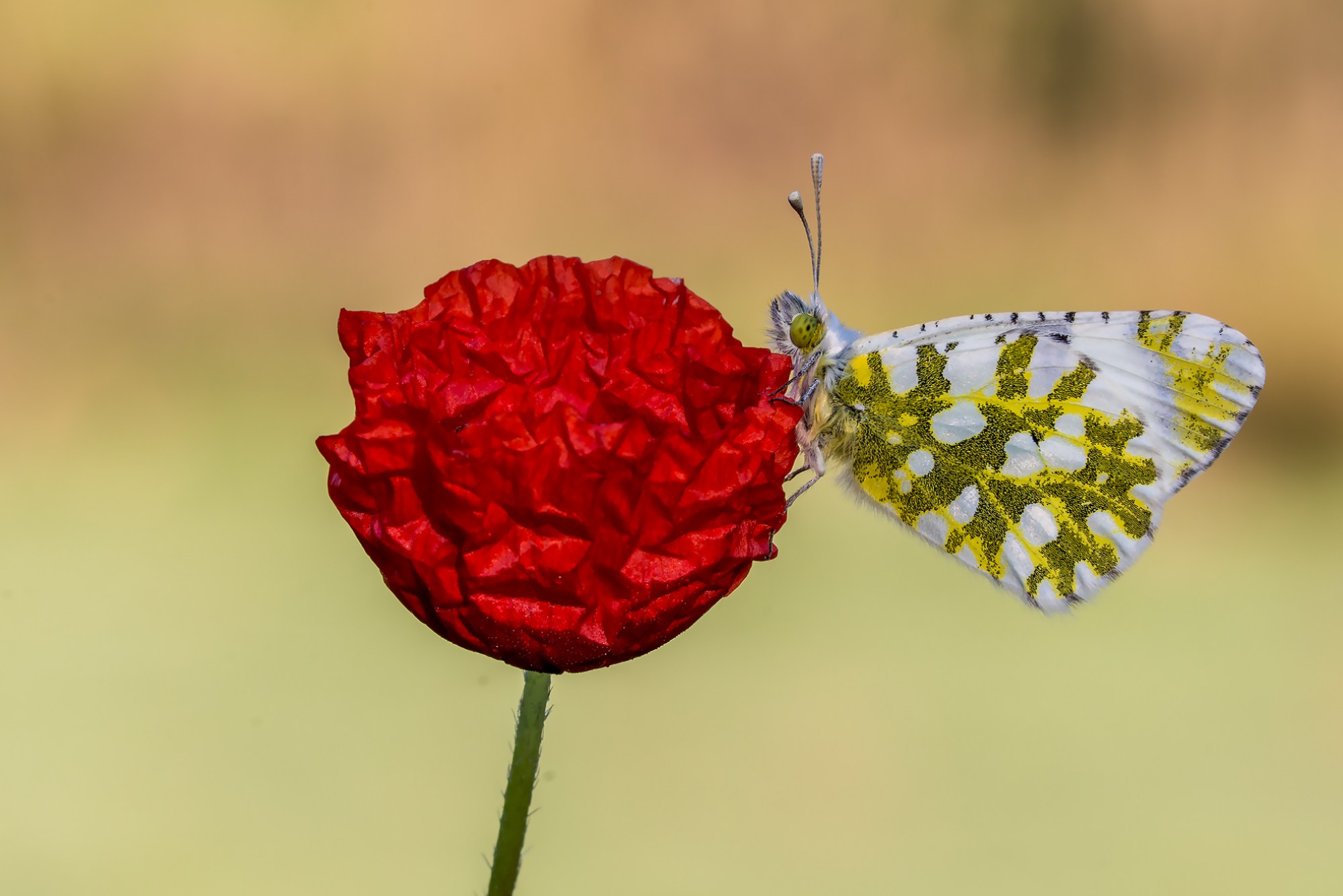 Anthocharis cardamines