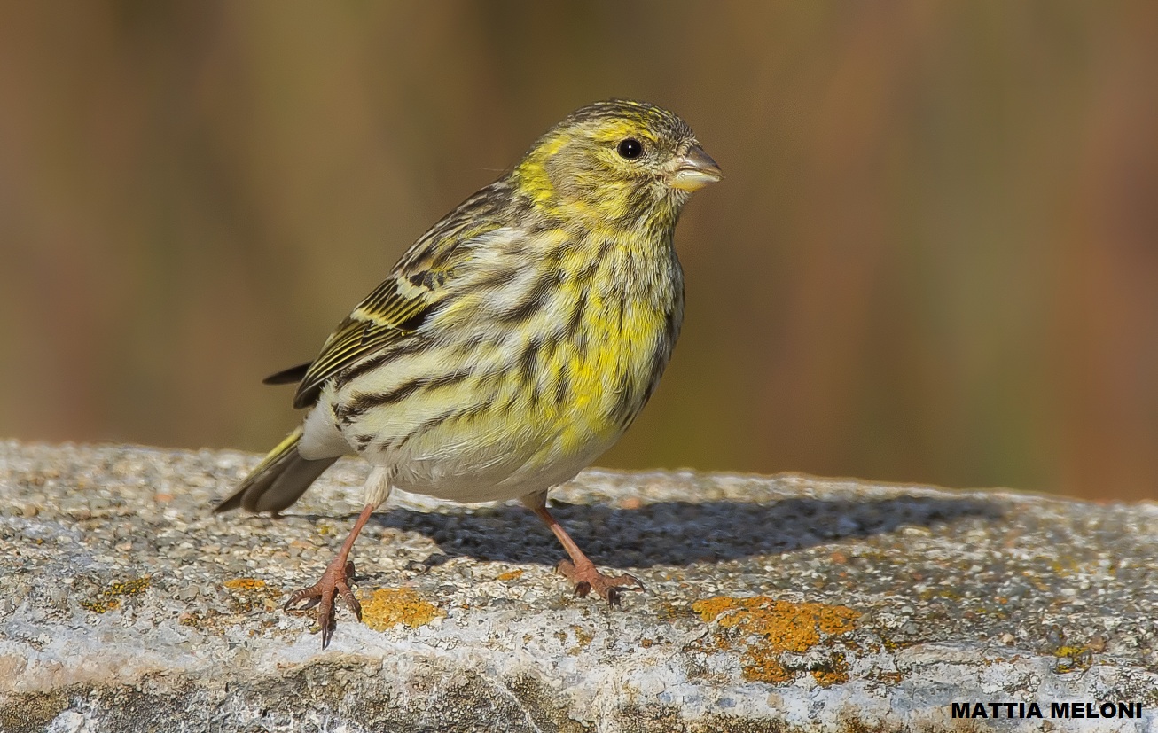 Verzellino (Serinus serinus)