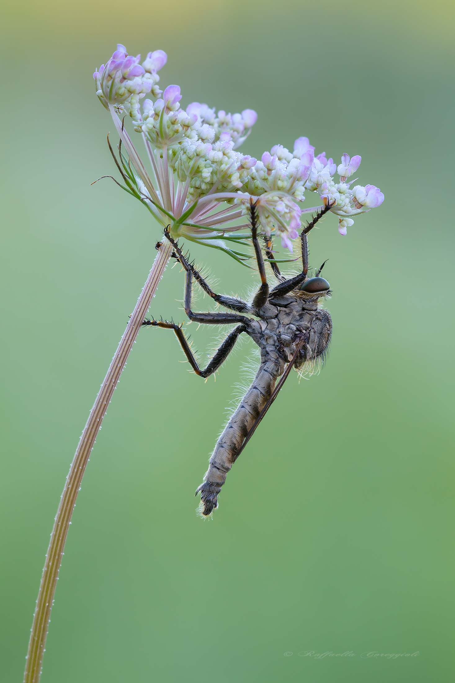Robber flies