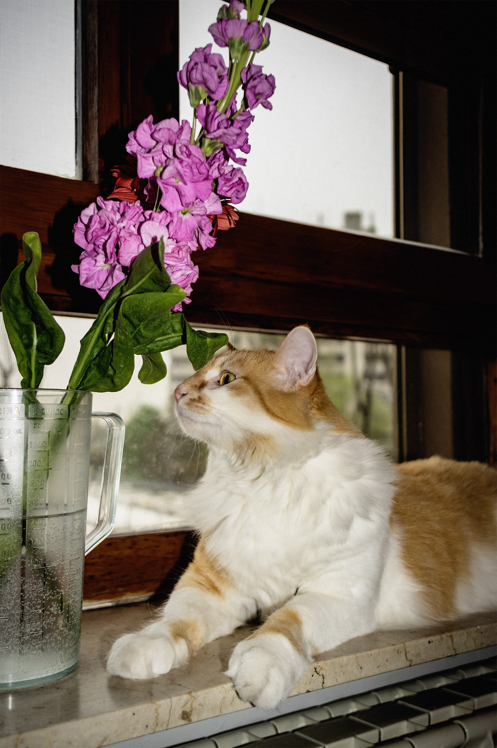 Gattone Mosè prova a darmi una zampa d'aiuto...