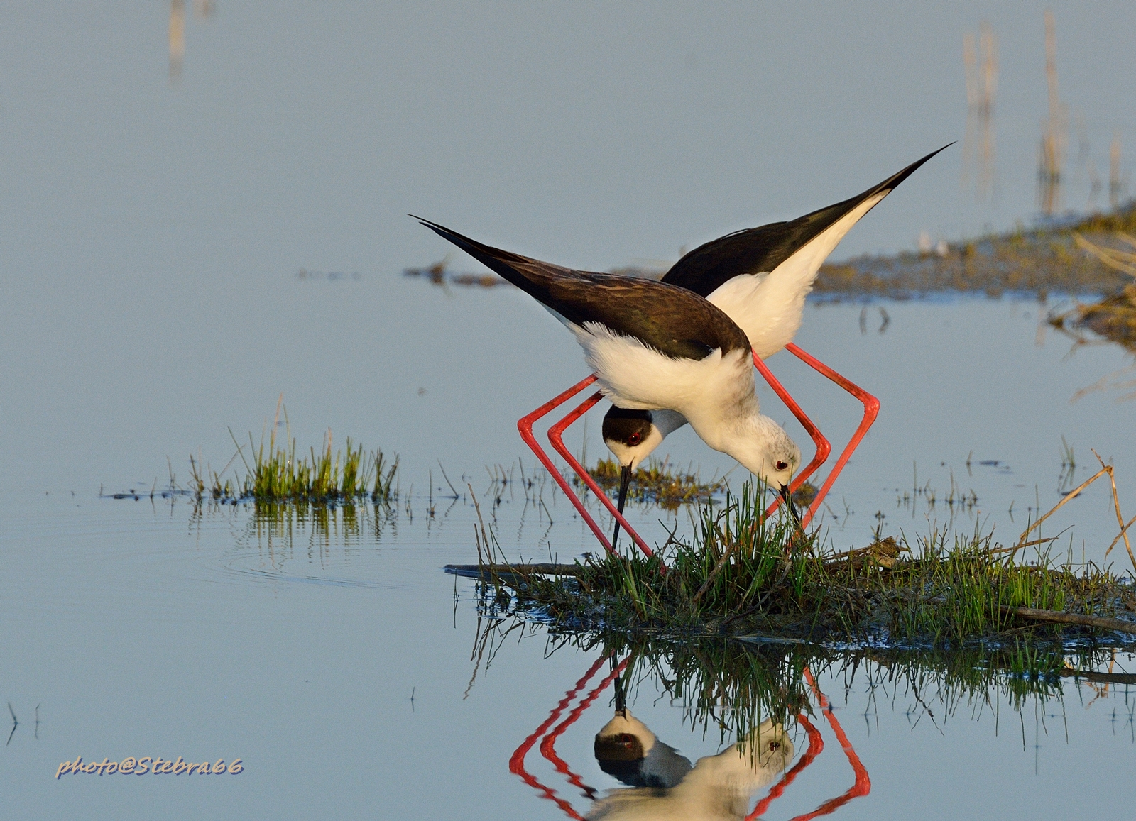 intrecci di Cavalieri