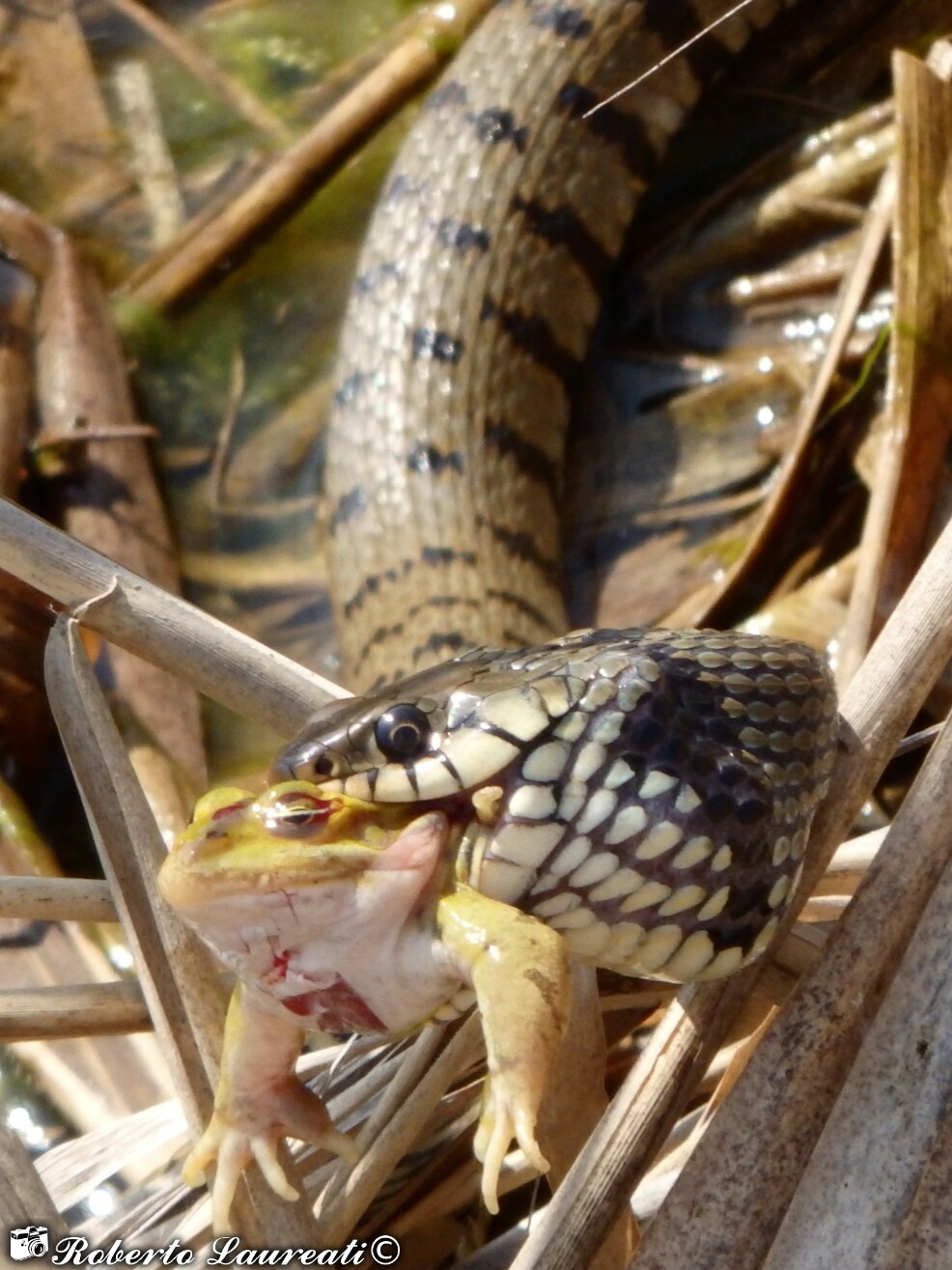 Grass snake (Natrix natrix)