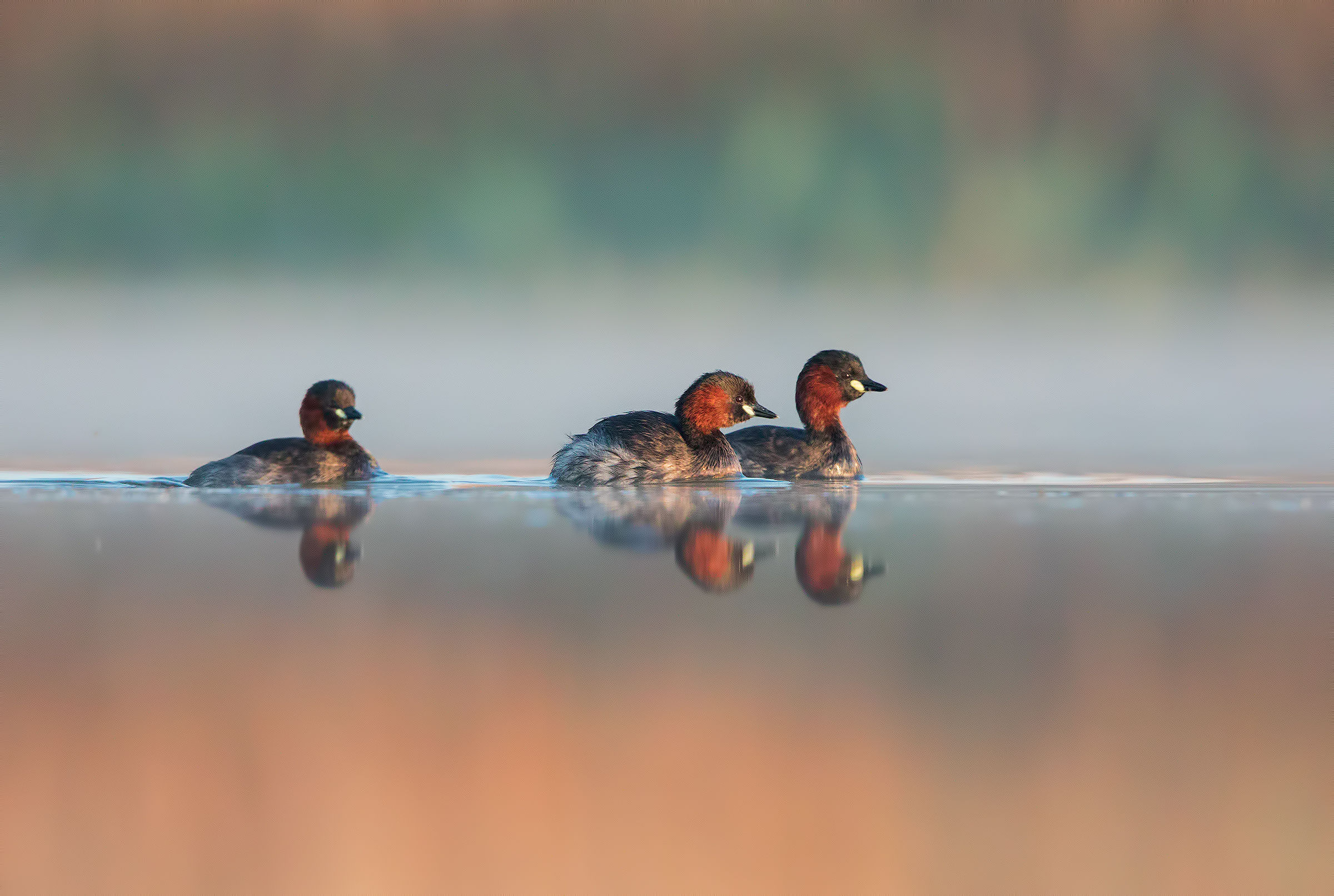 Little grebes