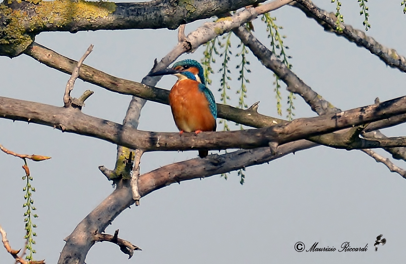 Kingfisher