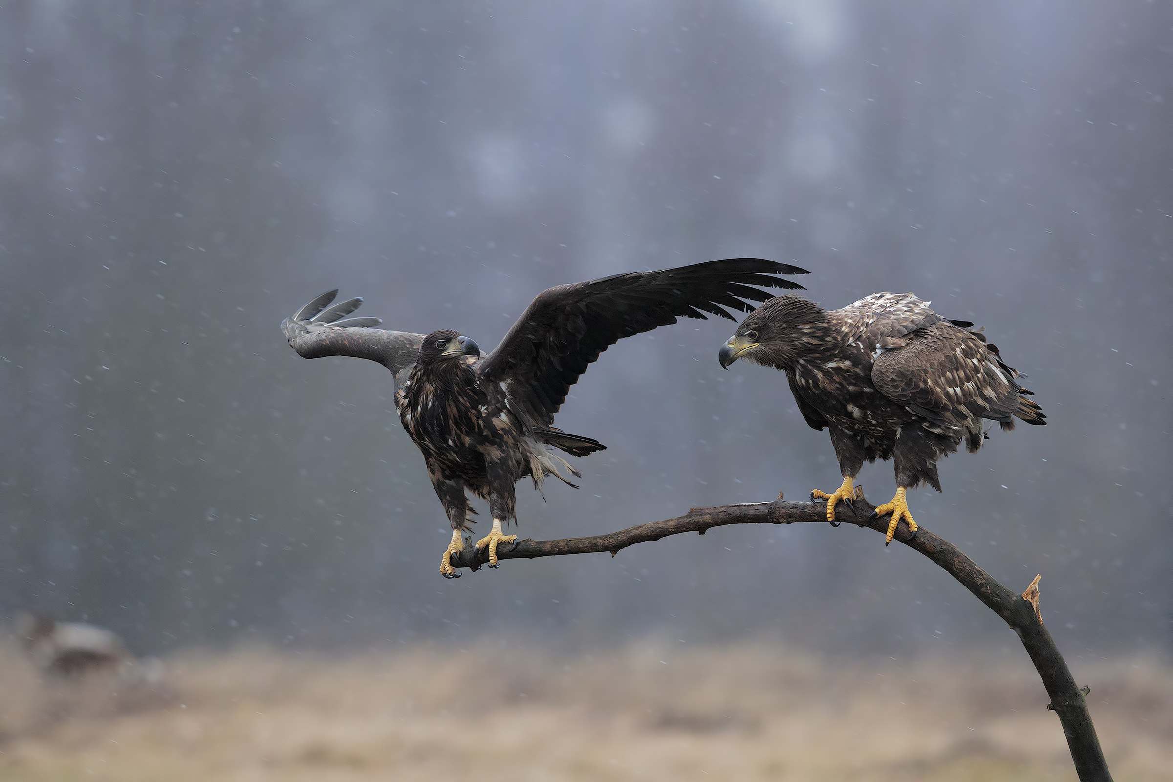 On the roost when it is snowing
