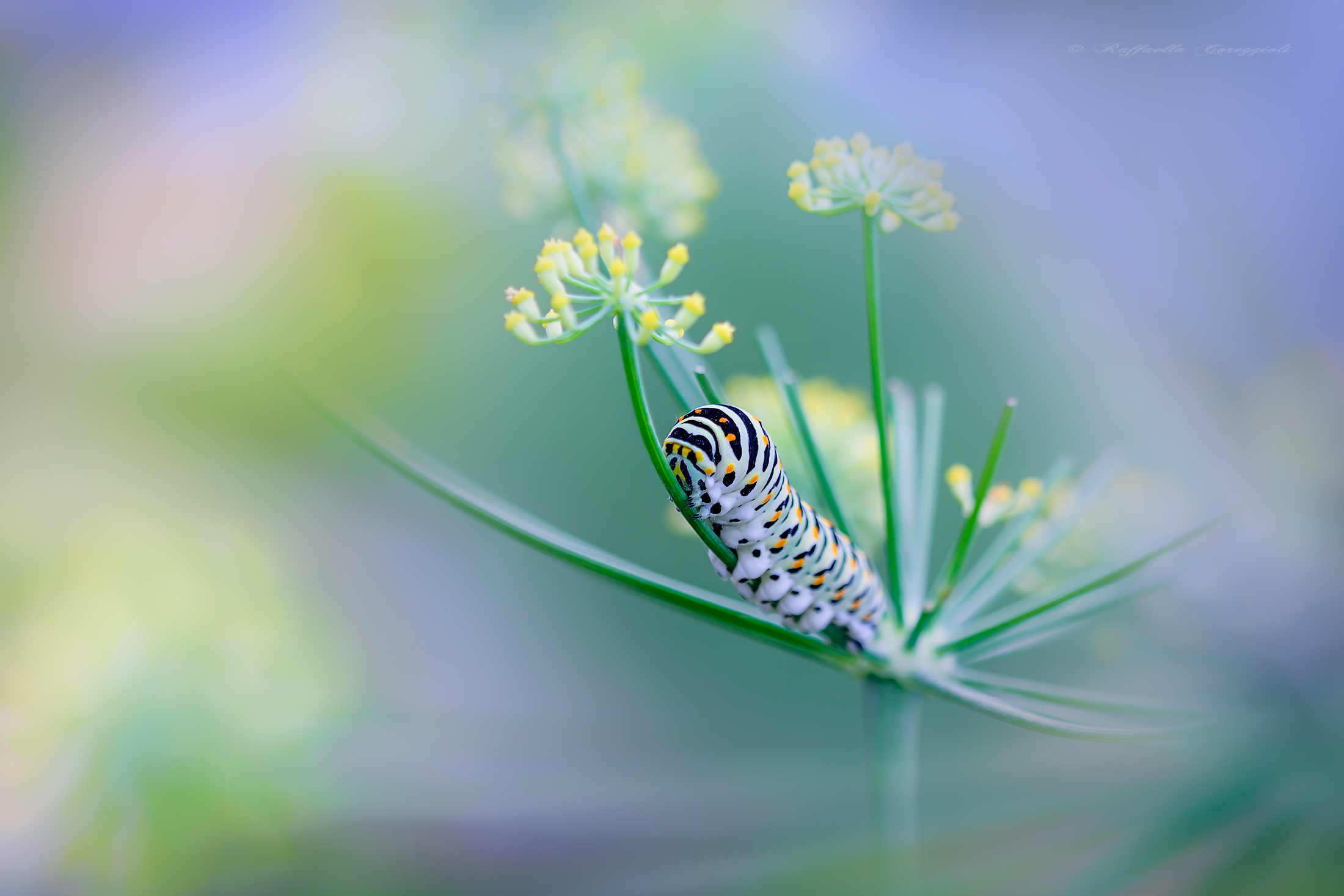 The caterpillar dreamer