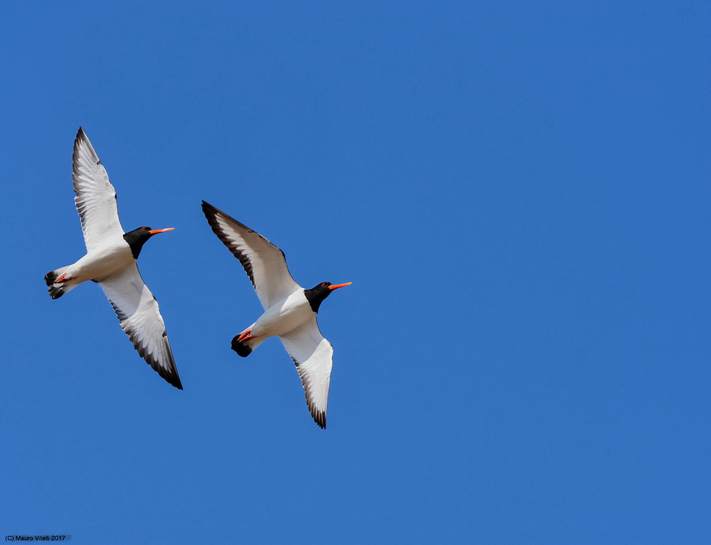 Today ... Oystercatchers