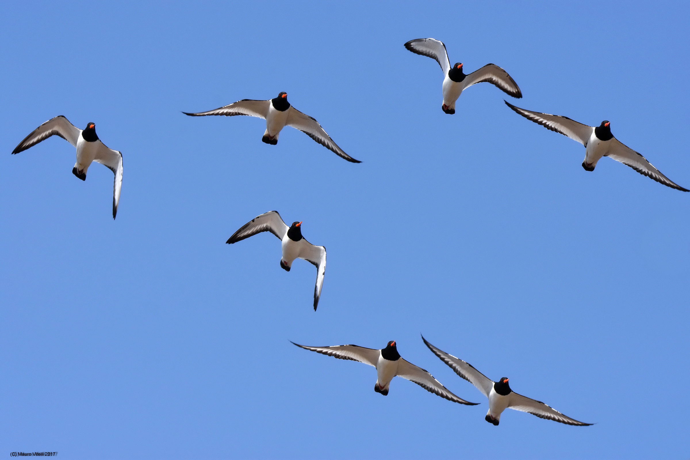 Oystercatchers (Haematopus ostralegus)