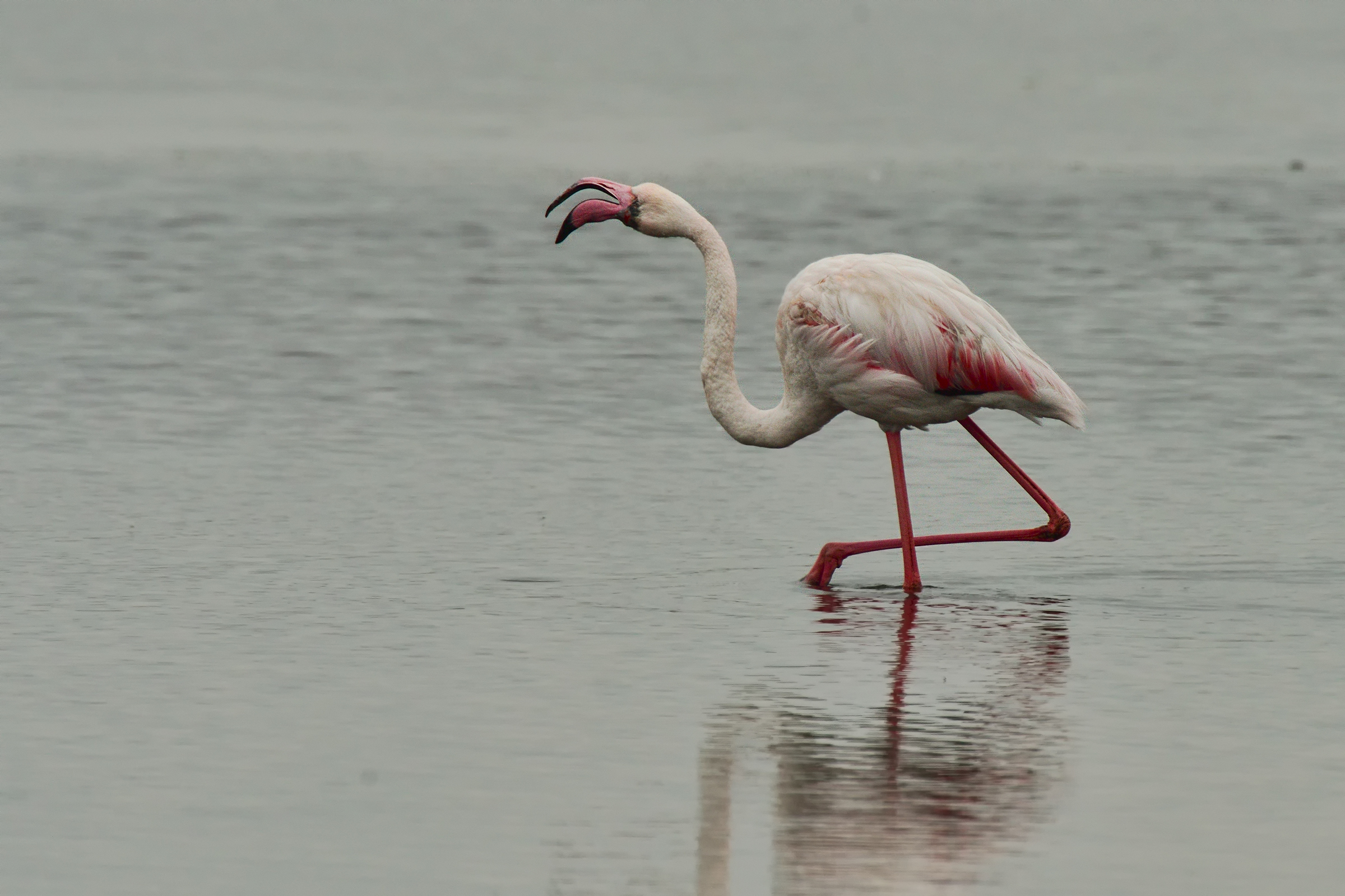 pink flamingo