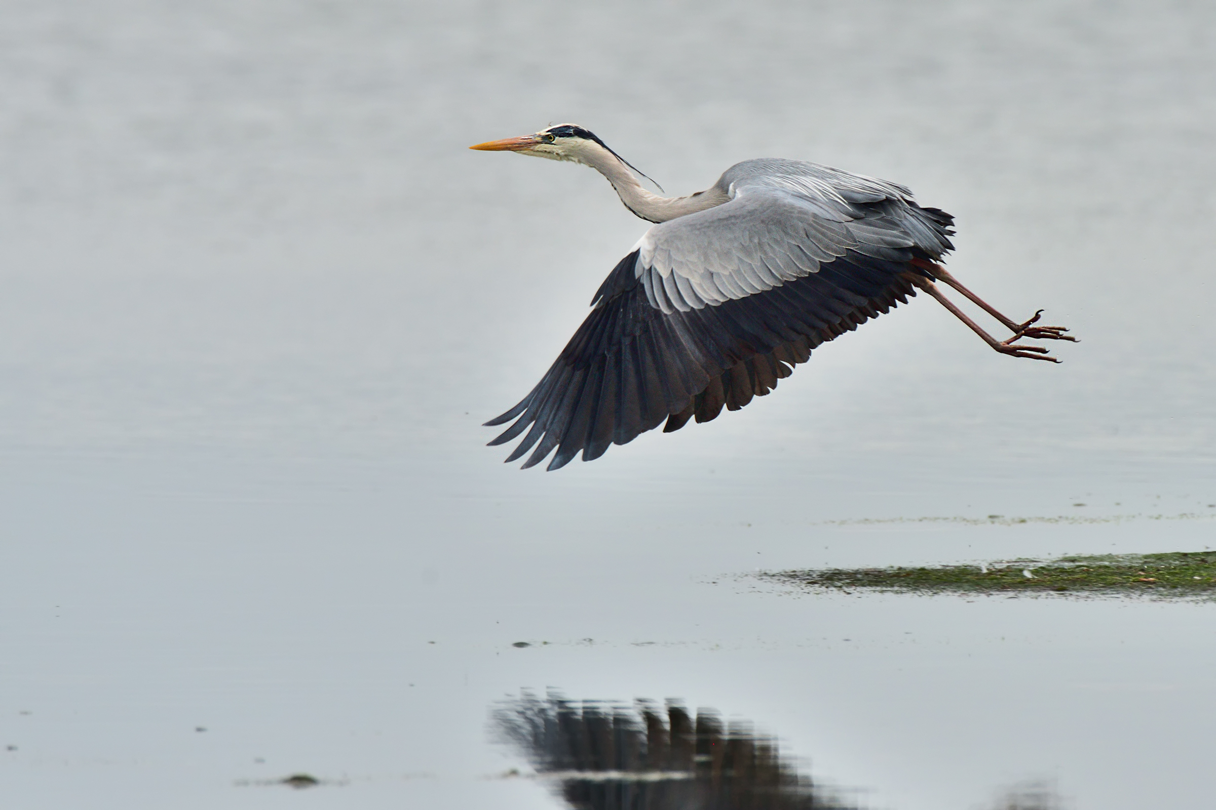 The Flight of the Heron
