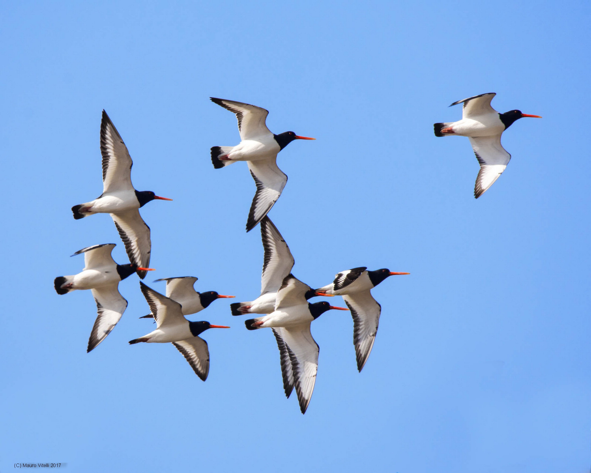 Oystercatchers