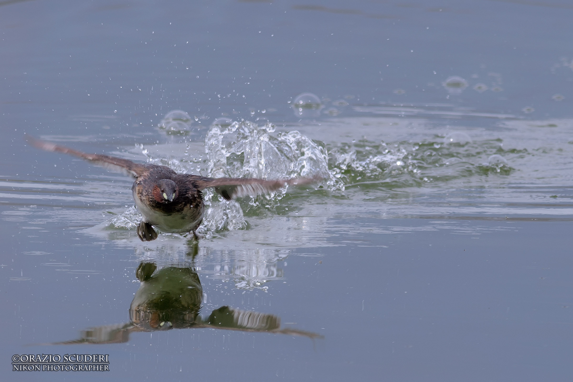 Tachybaptus ruficollis