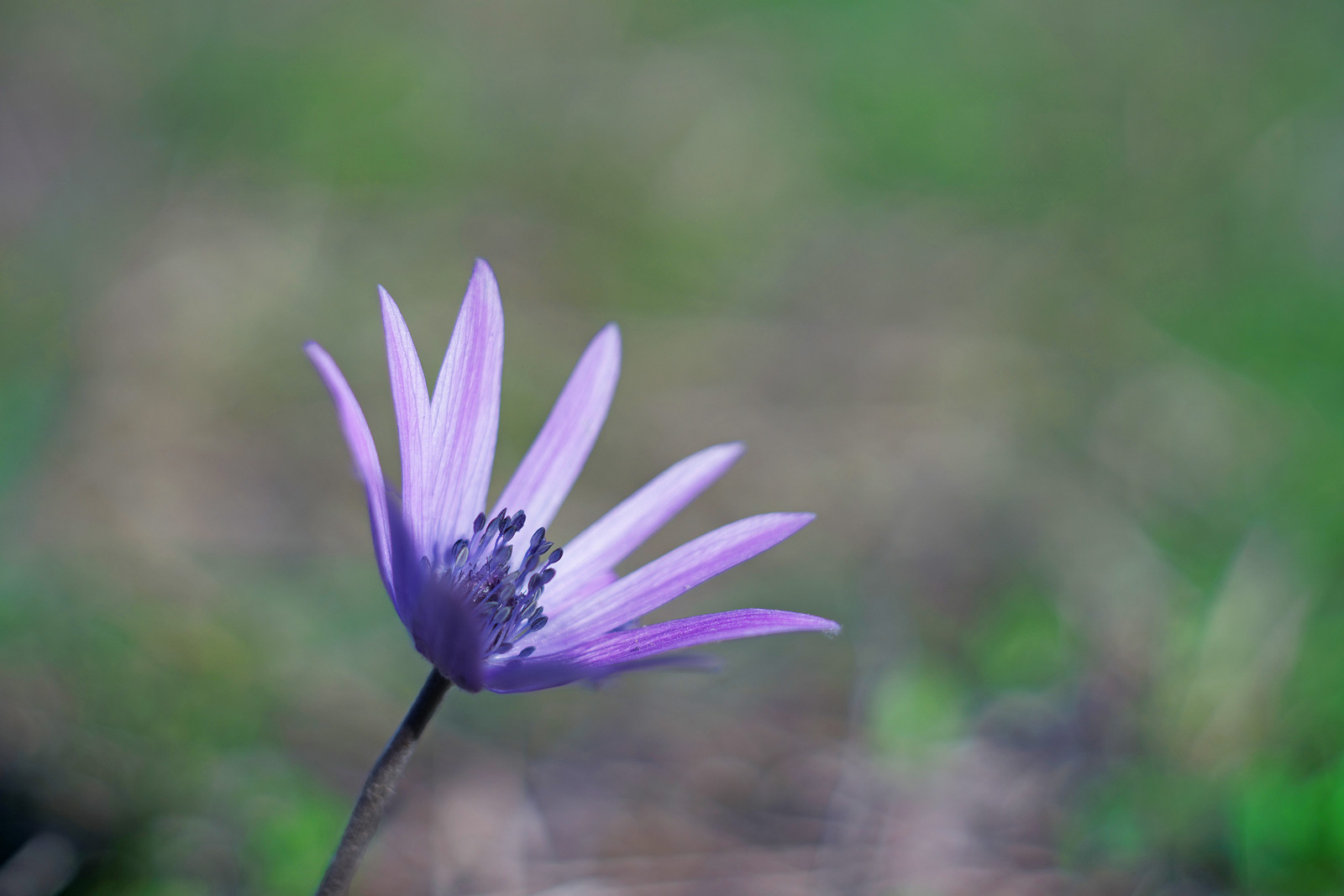Anemone hortensis L.