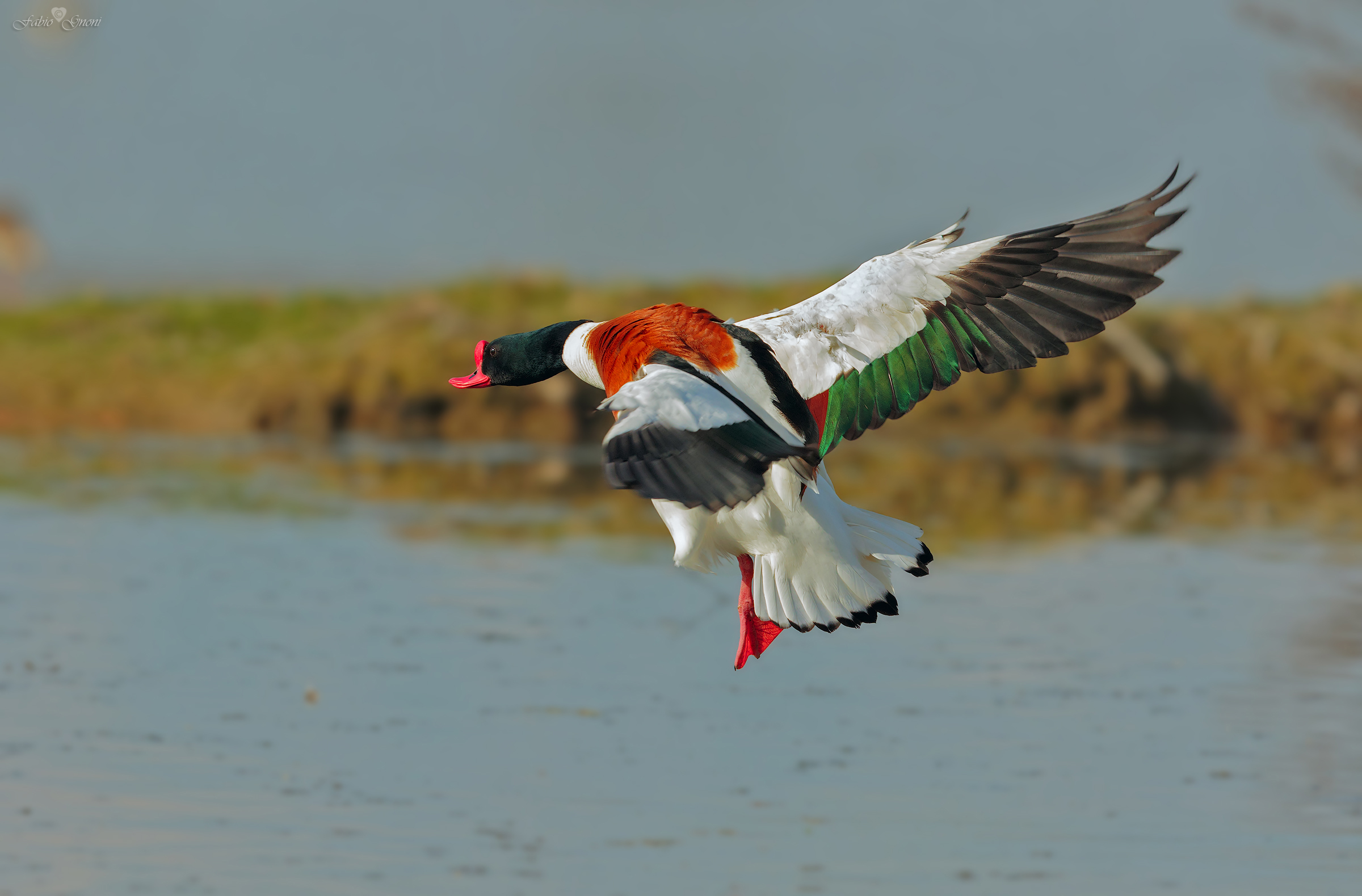 shelduck