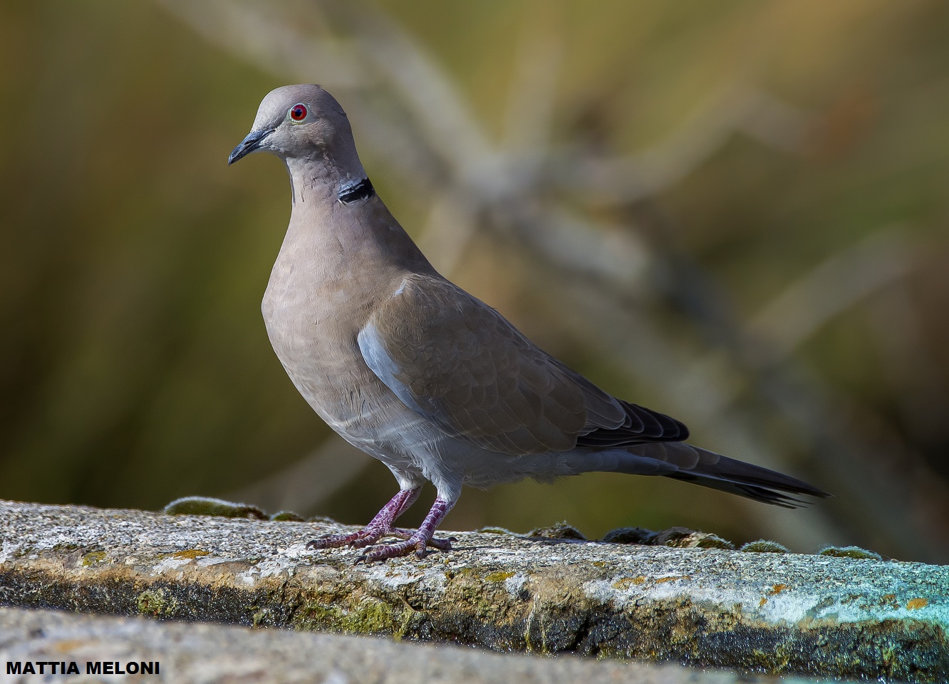Collar Dove (Eurasian collared dove)