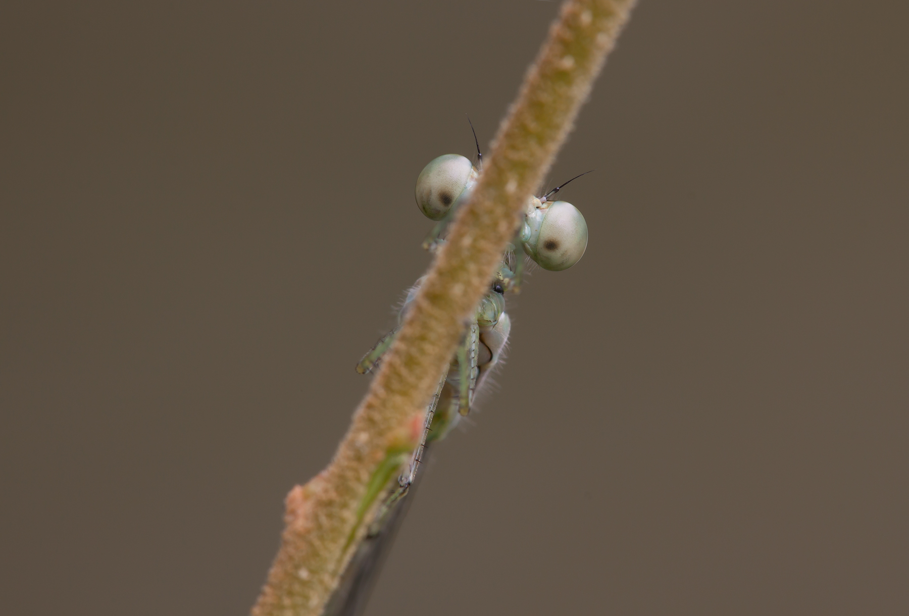 Tranquillo, ti vedo!!