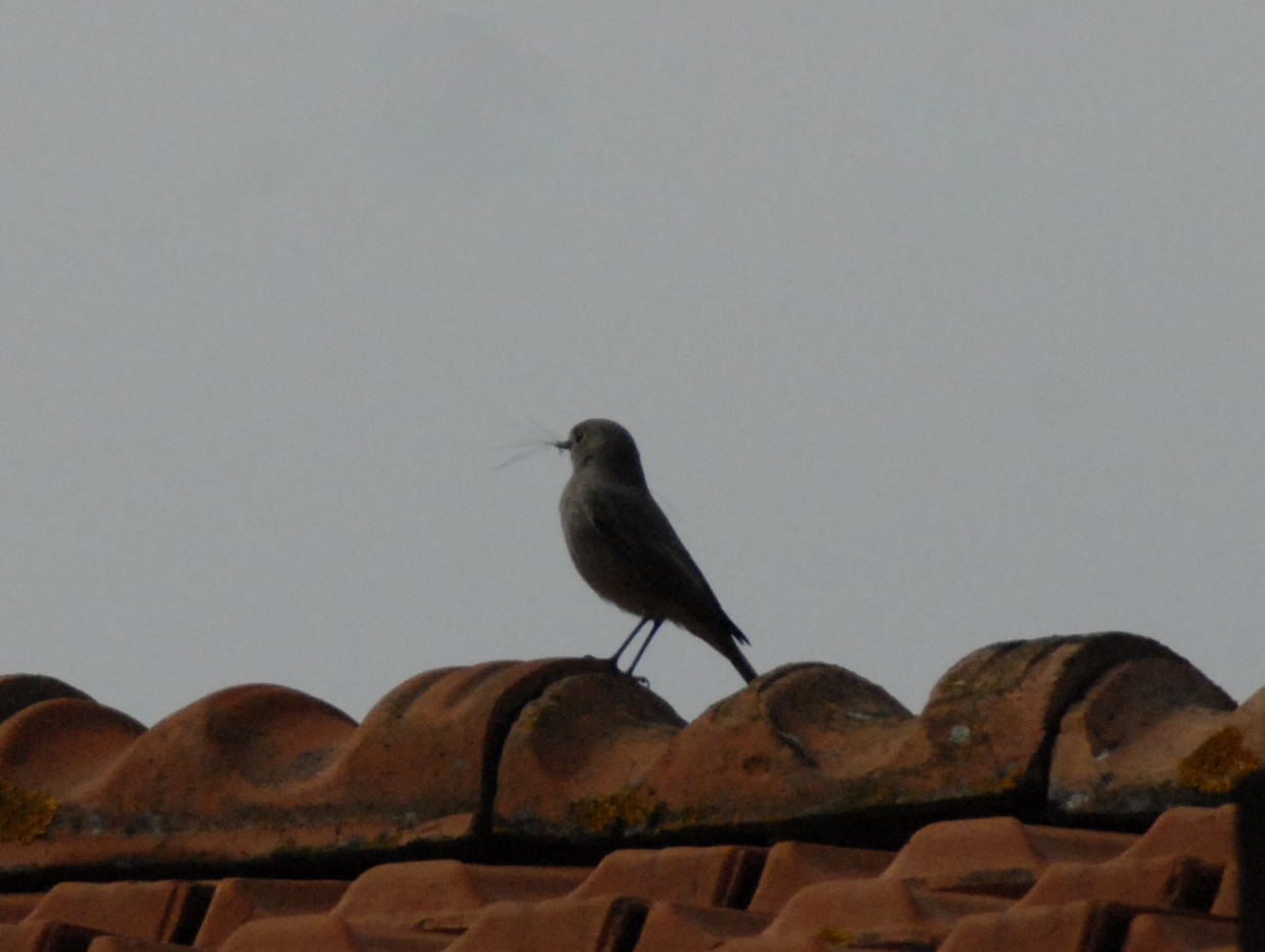 costruzzione to the nest