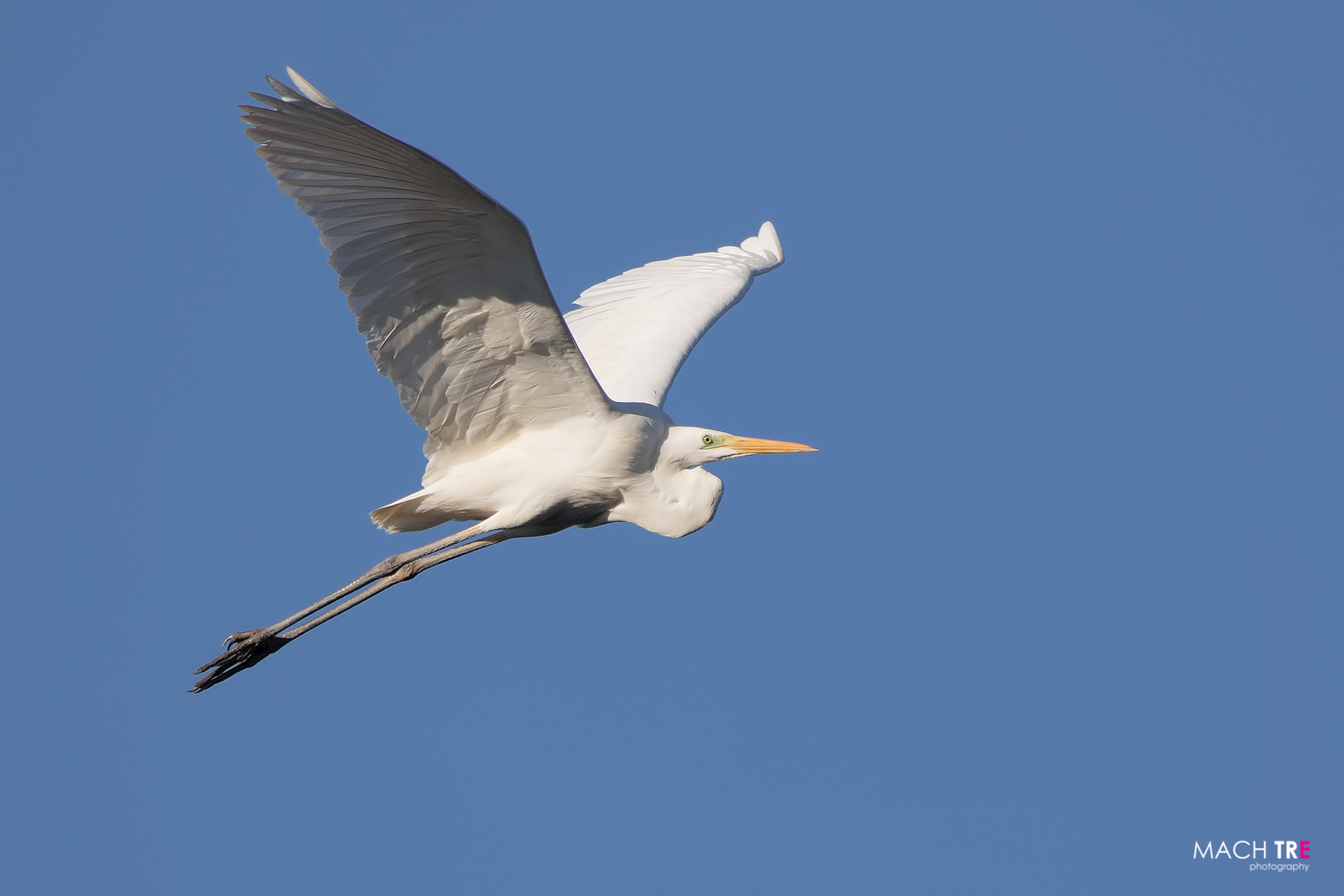 Airone bianco maggiore (Casmerodius albus)