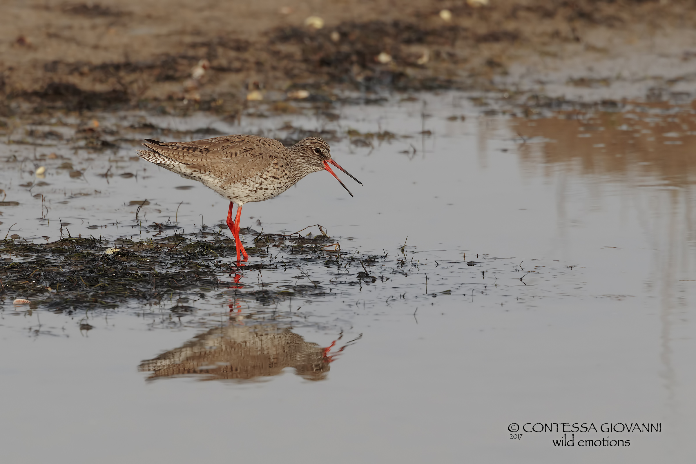 Spotted Redshank