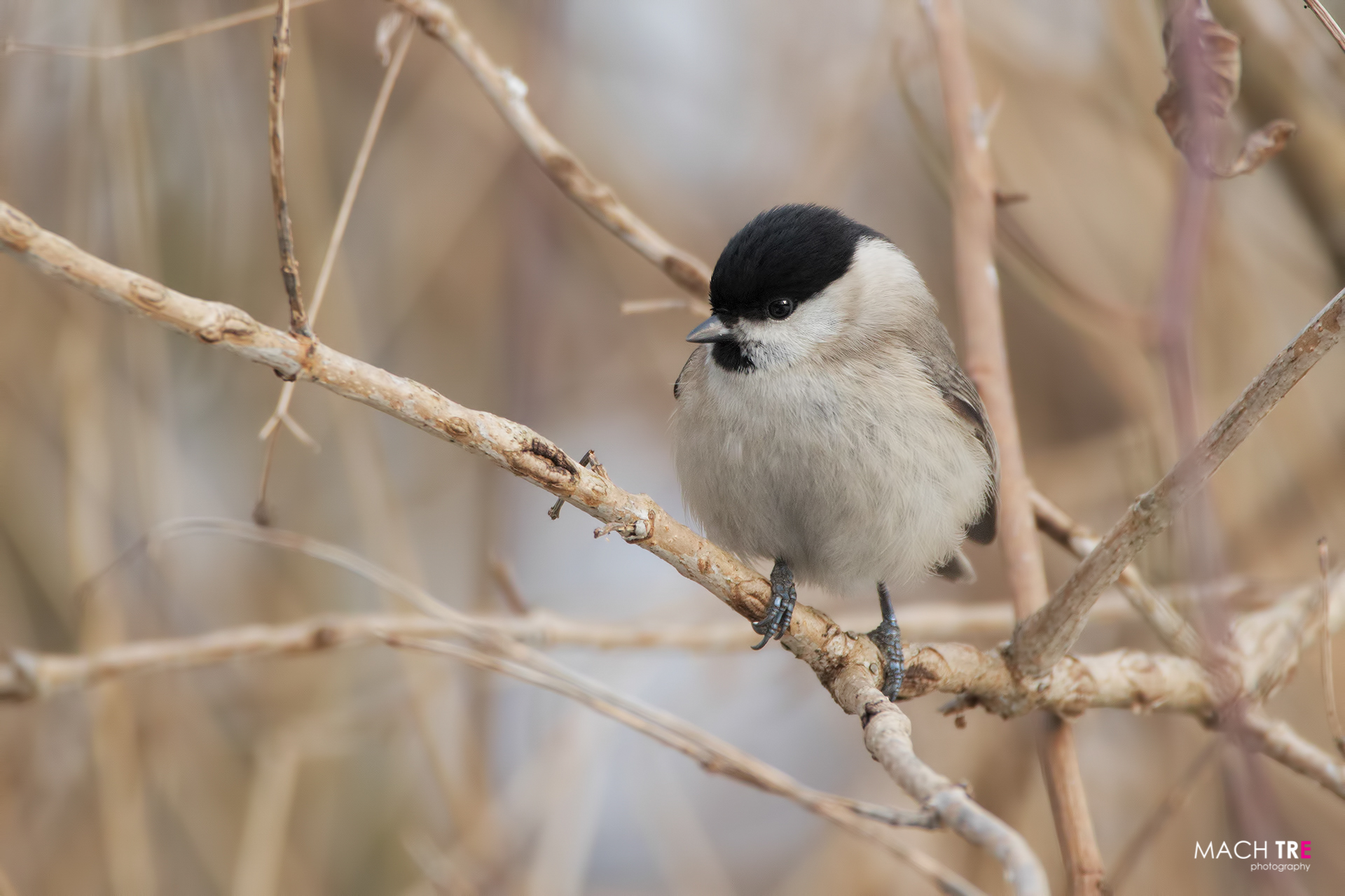 Cincia bigia (Poecile palustris)