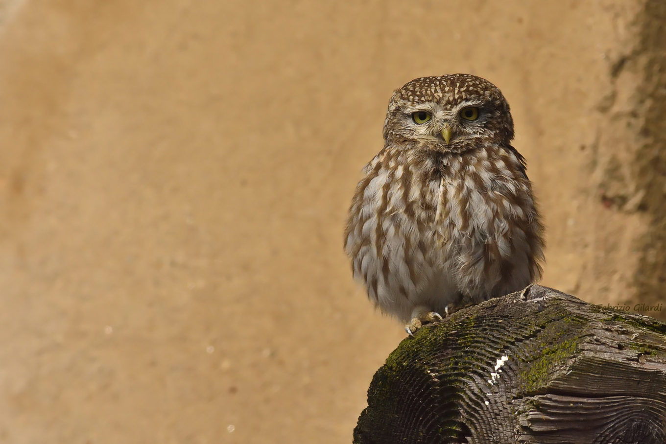 Owl (Athene Noctua)