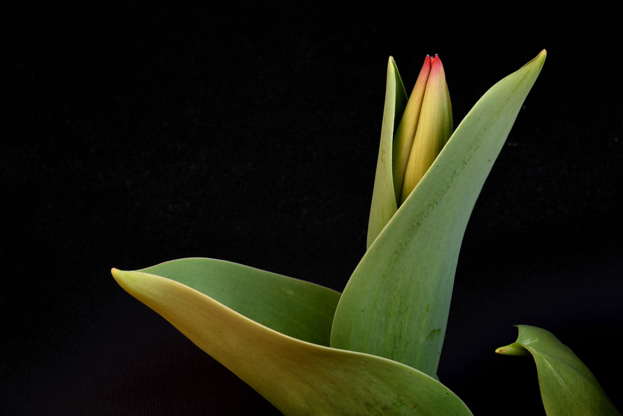 before being tulip 2