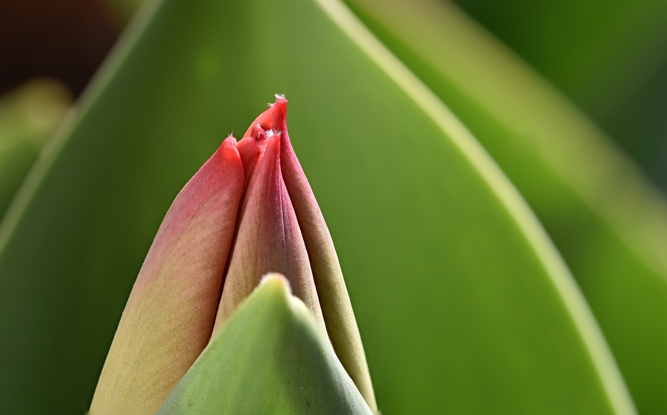 before being tulip 3