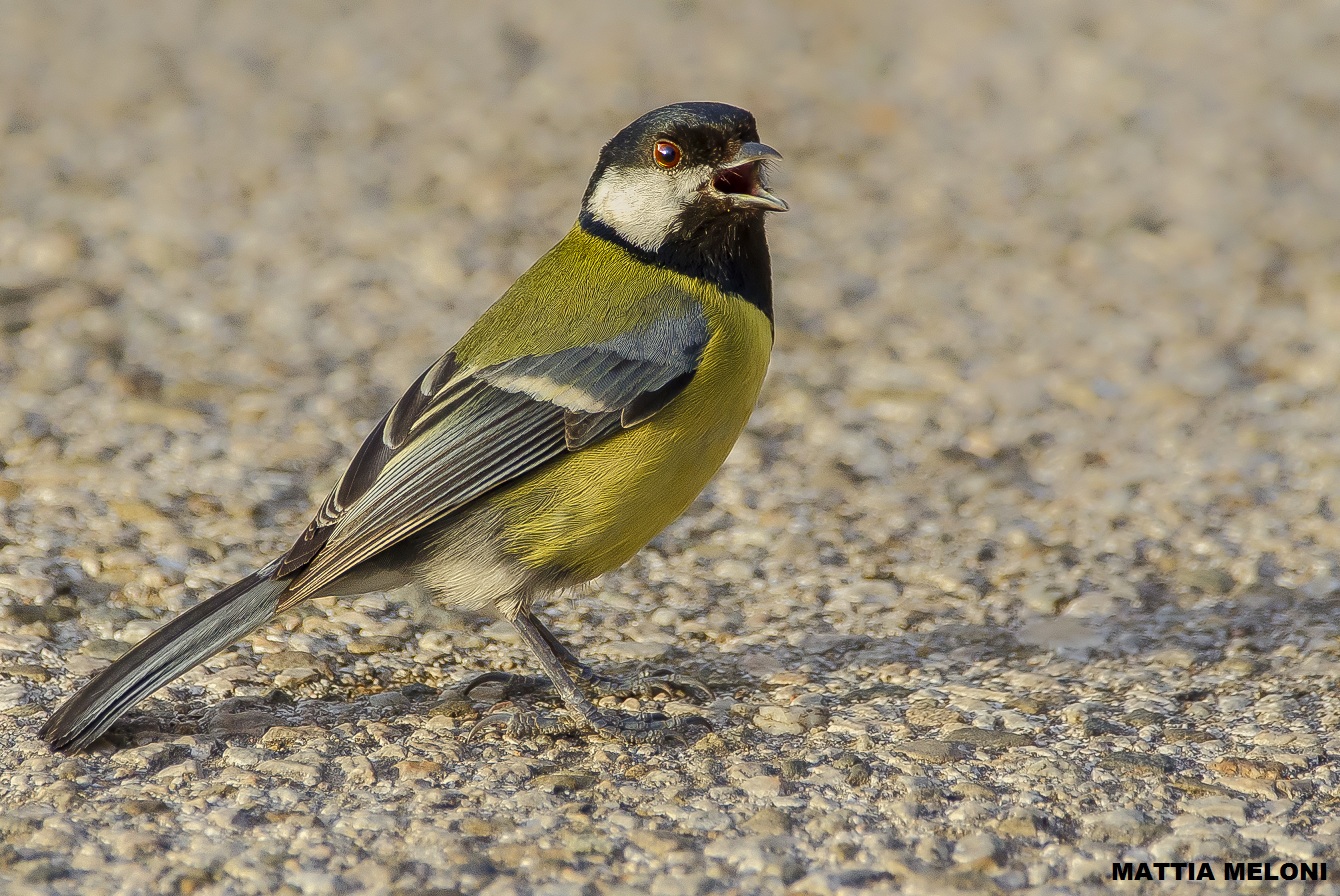 Great Tit (Parus major)
