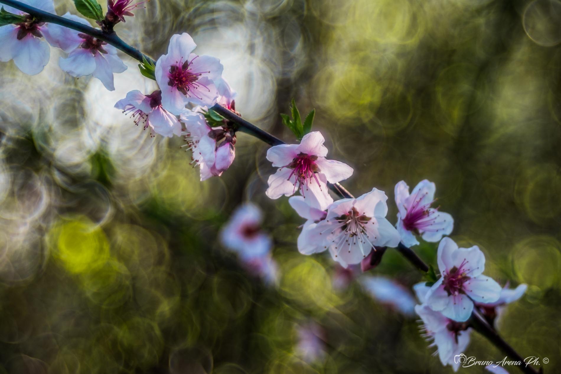 Un raggio di Primavera