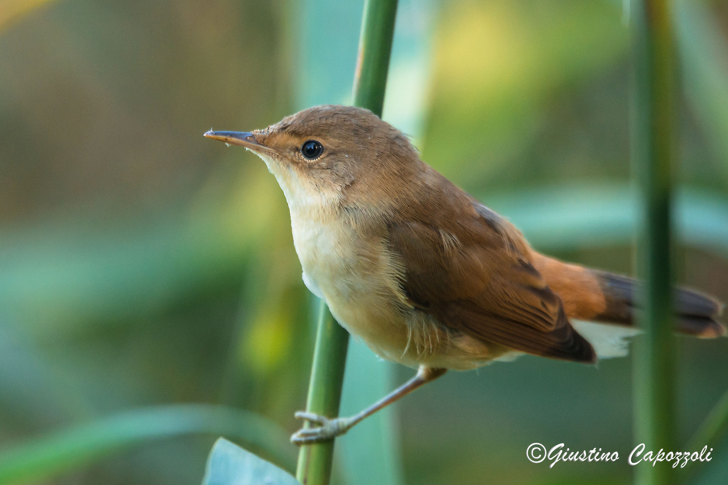 Cetti's warbler 2