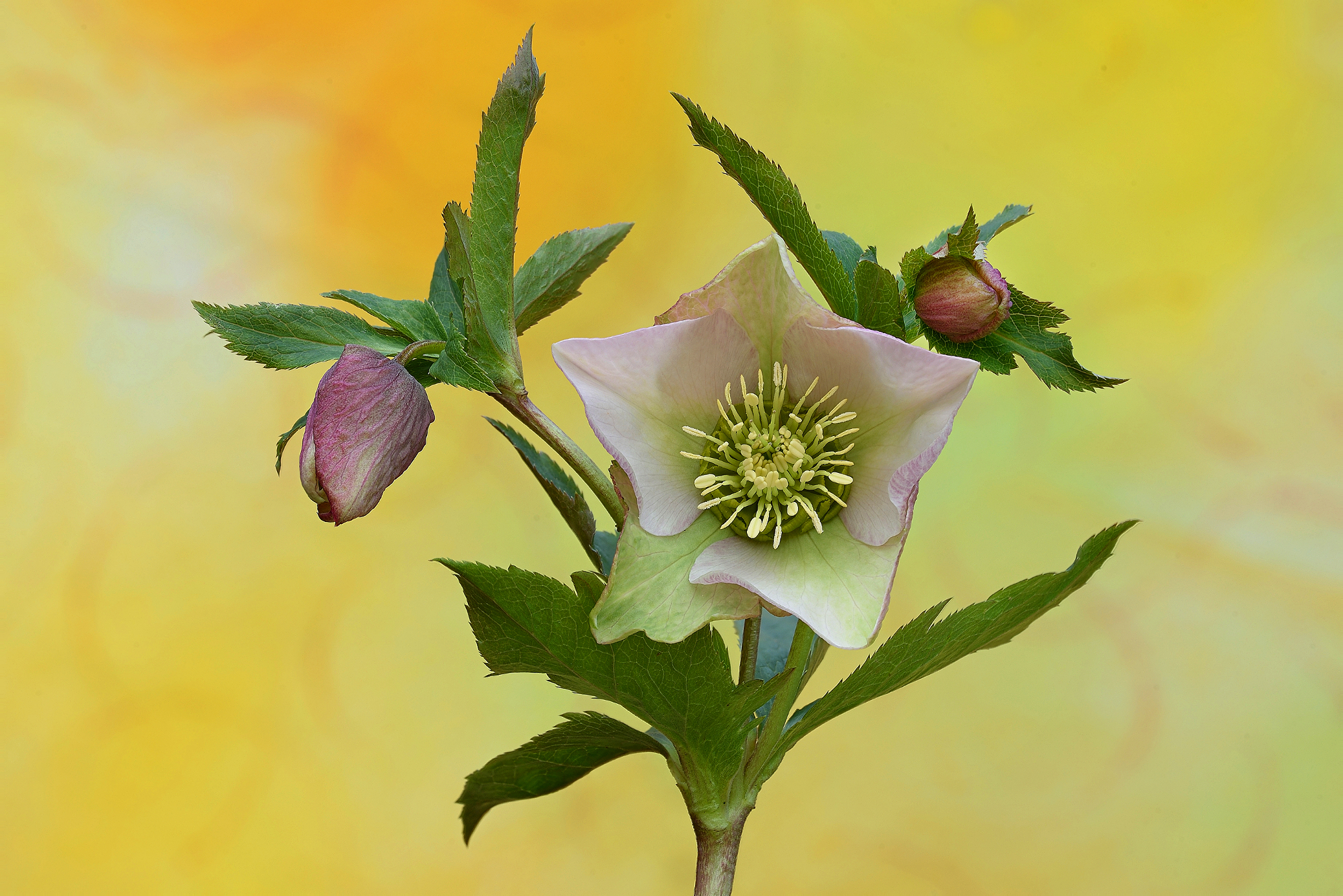 Helleborus niger