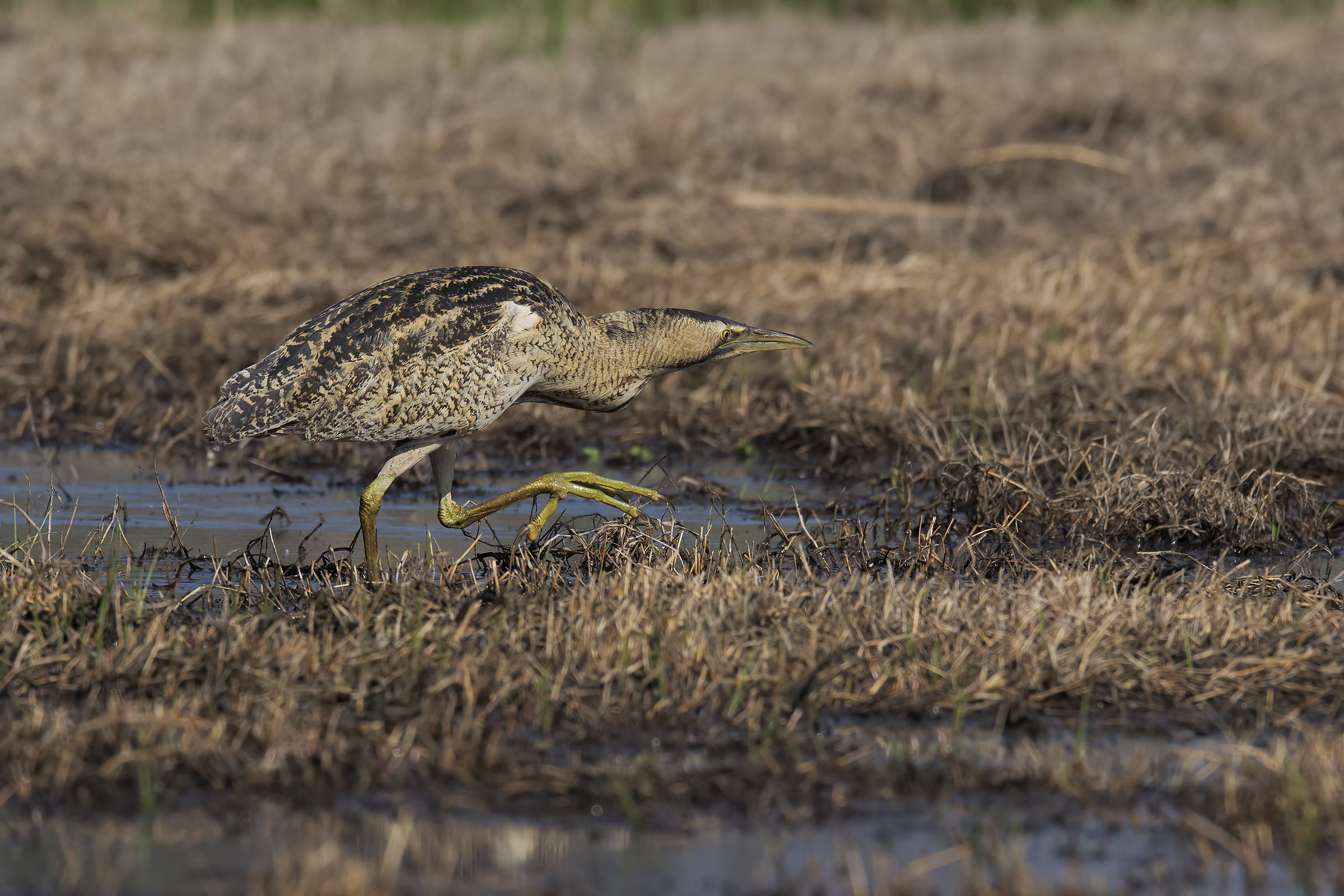 tarabuso (Botaurus stellaris)