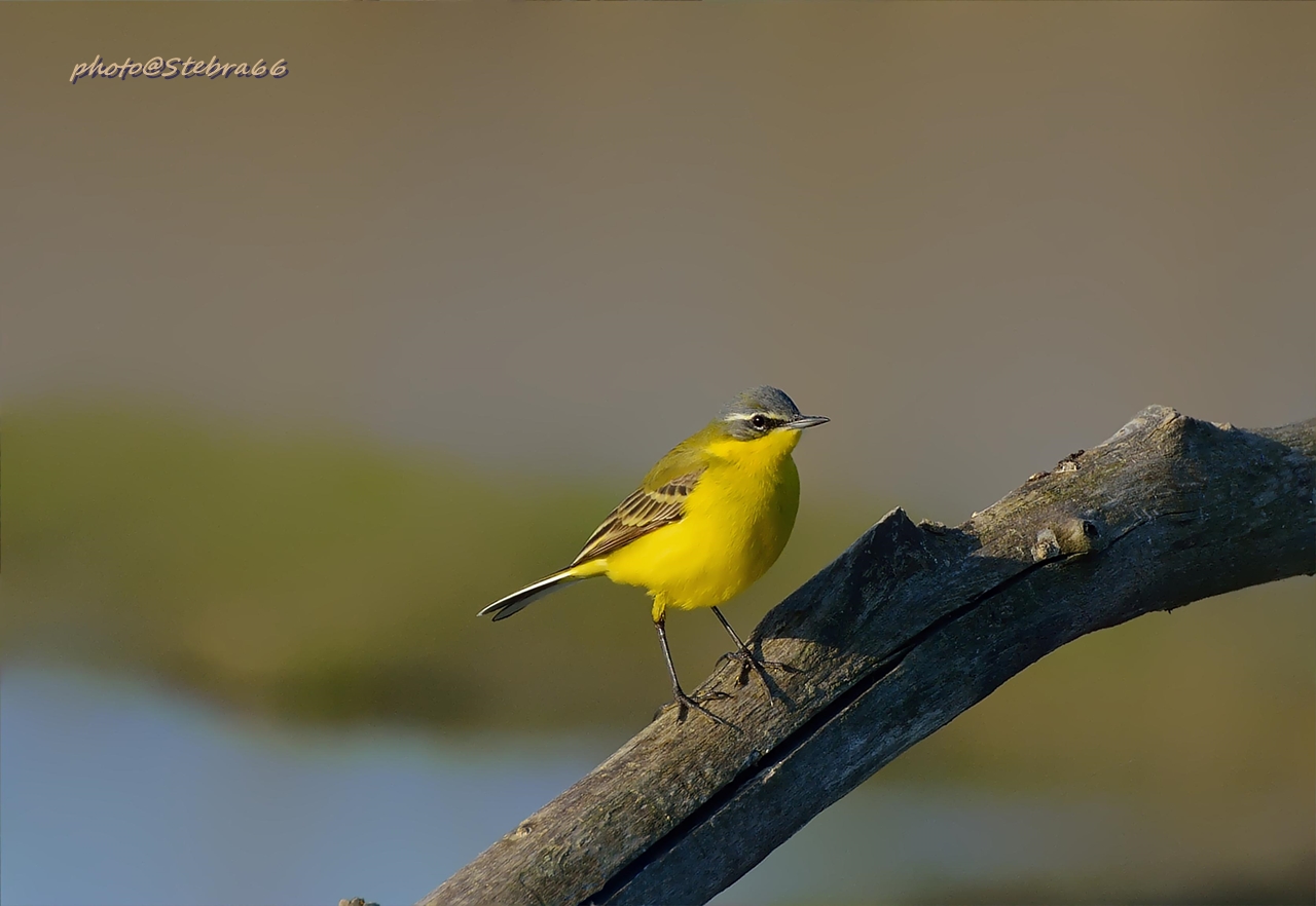Motacilla flava (Cutrettola)