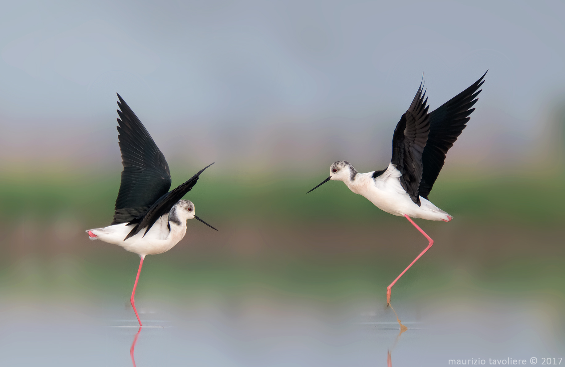 Cavaliere d'Italia (03 - 2017)