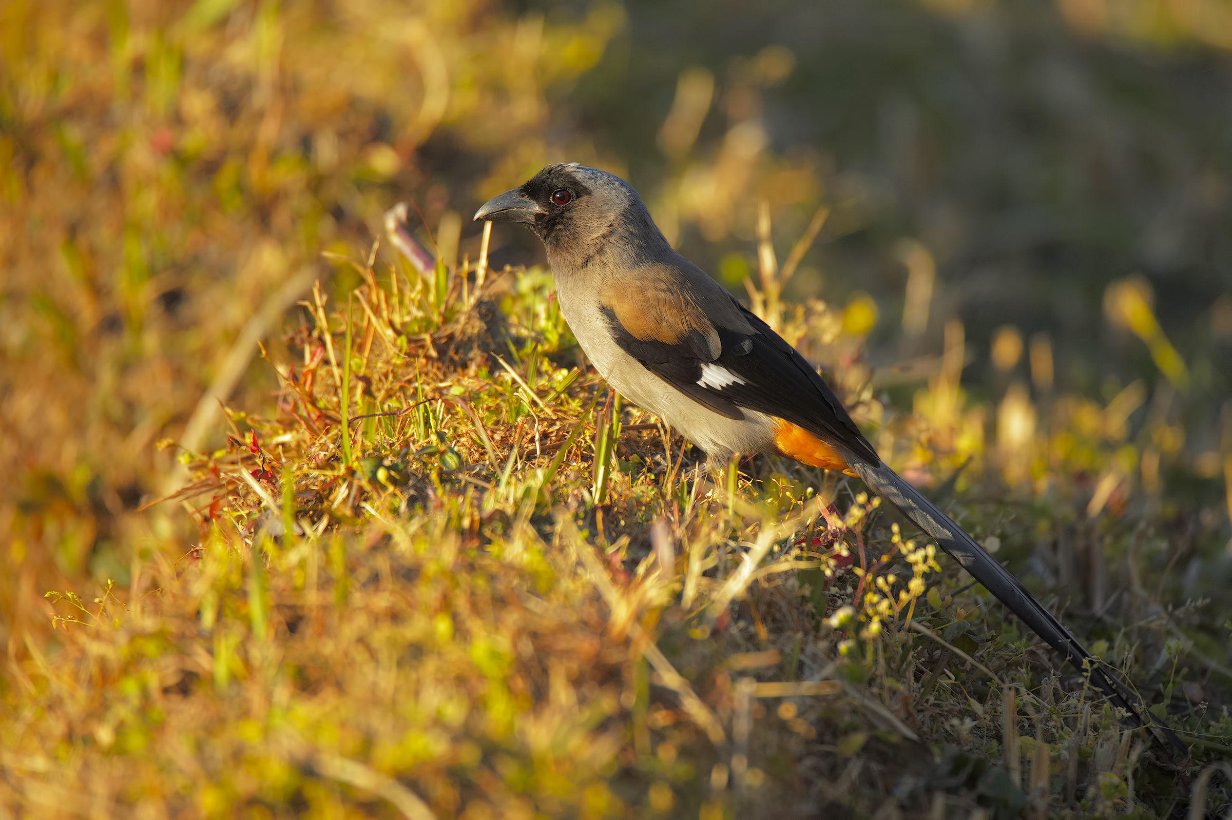 The Shrike you do not expect