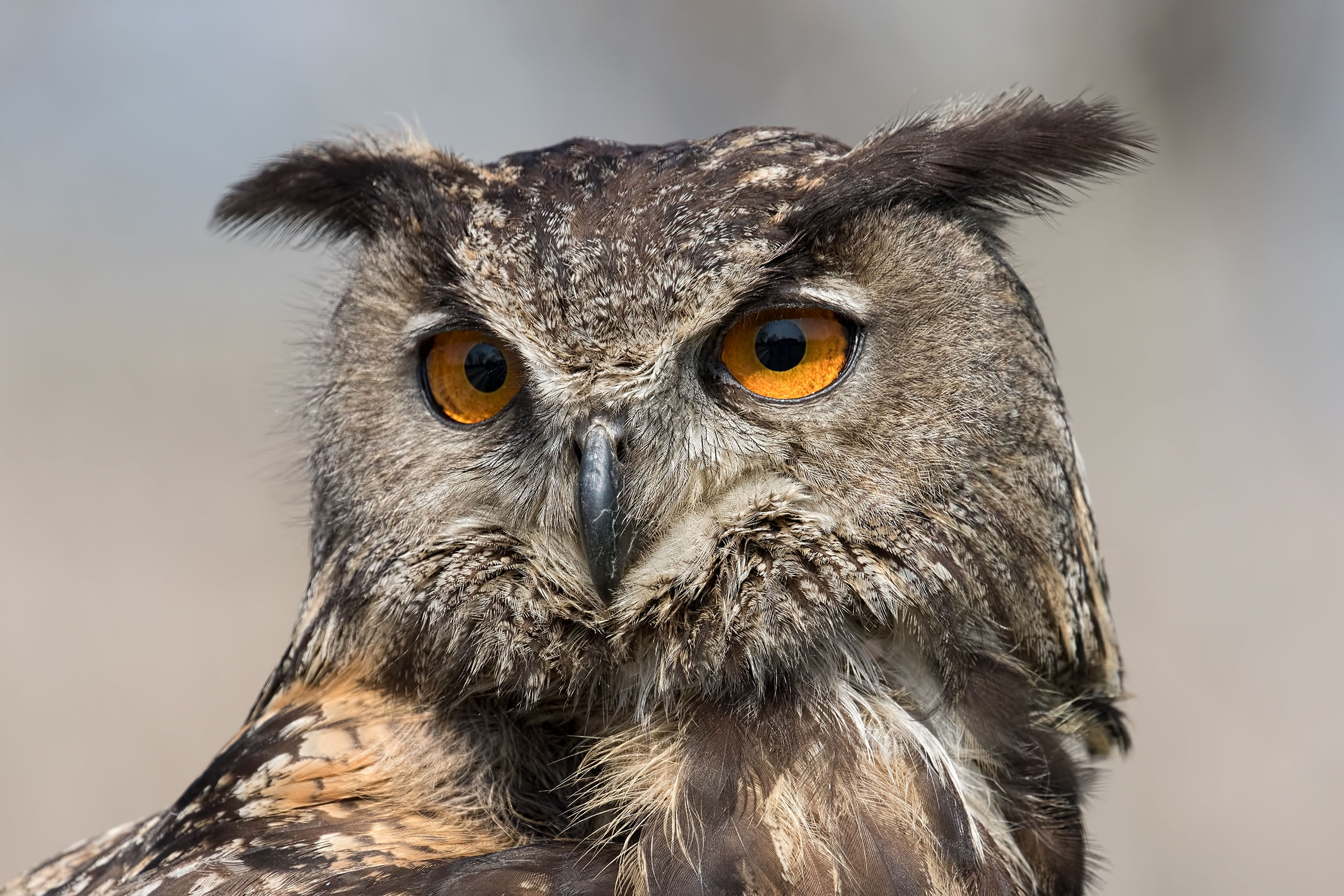 Portrait of owl