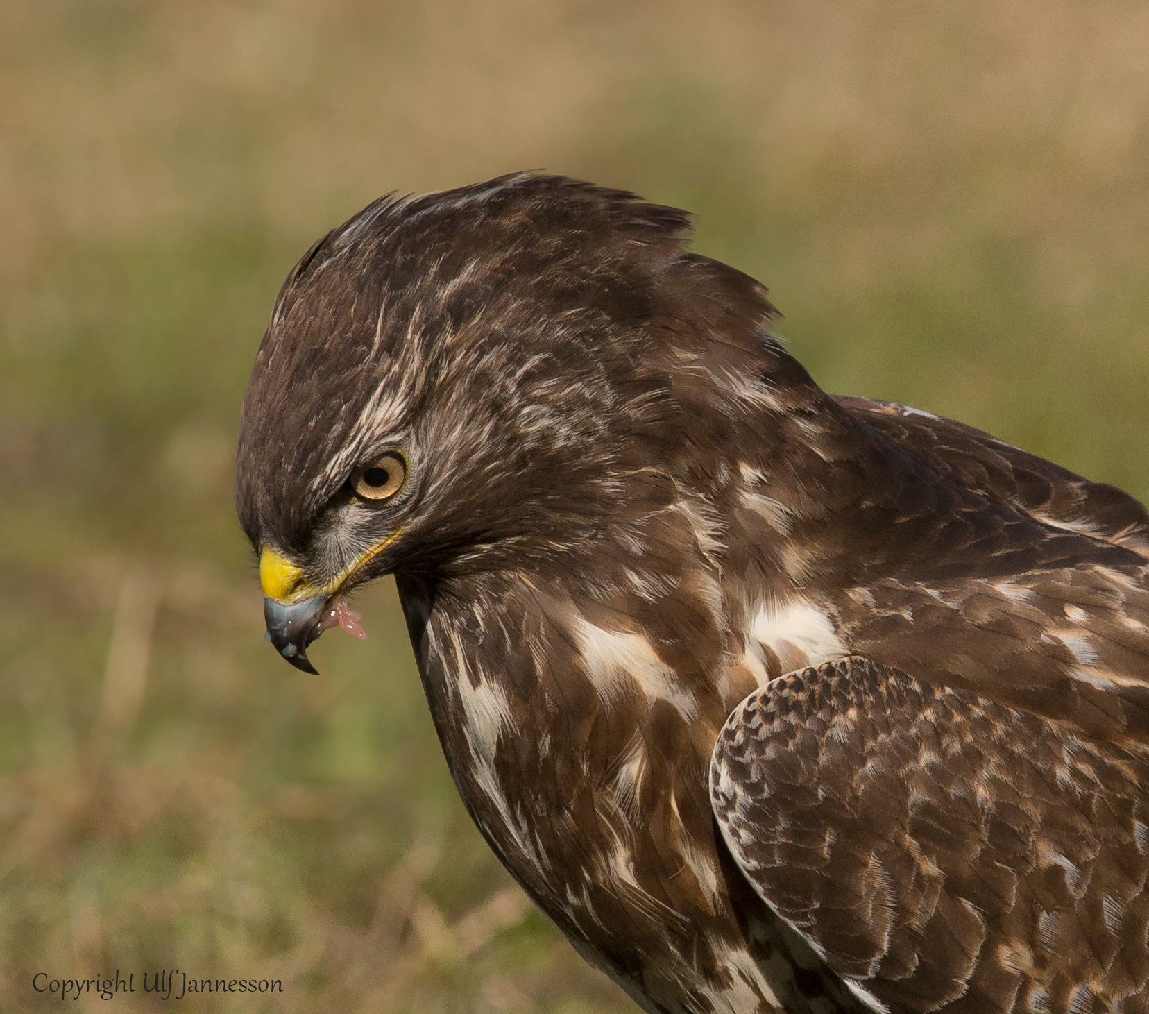 Buzzard beautiful portrait