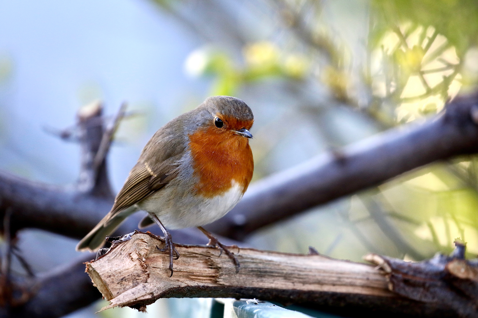 Pettirosso (Erithacus rubeola)