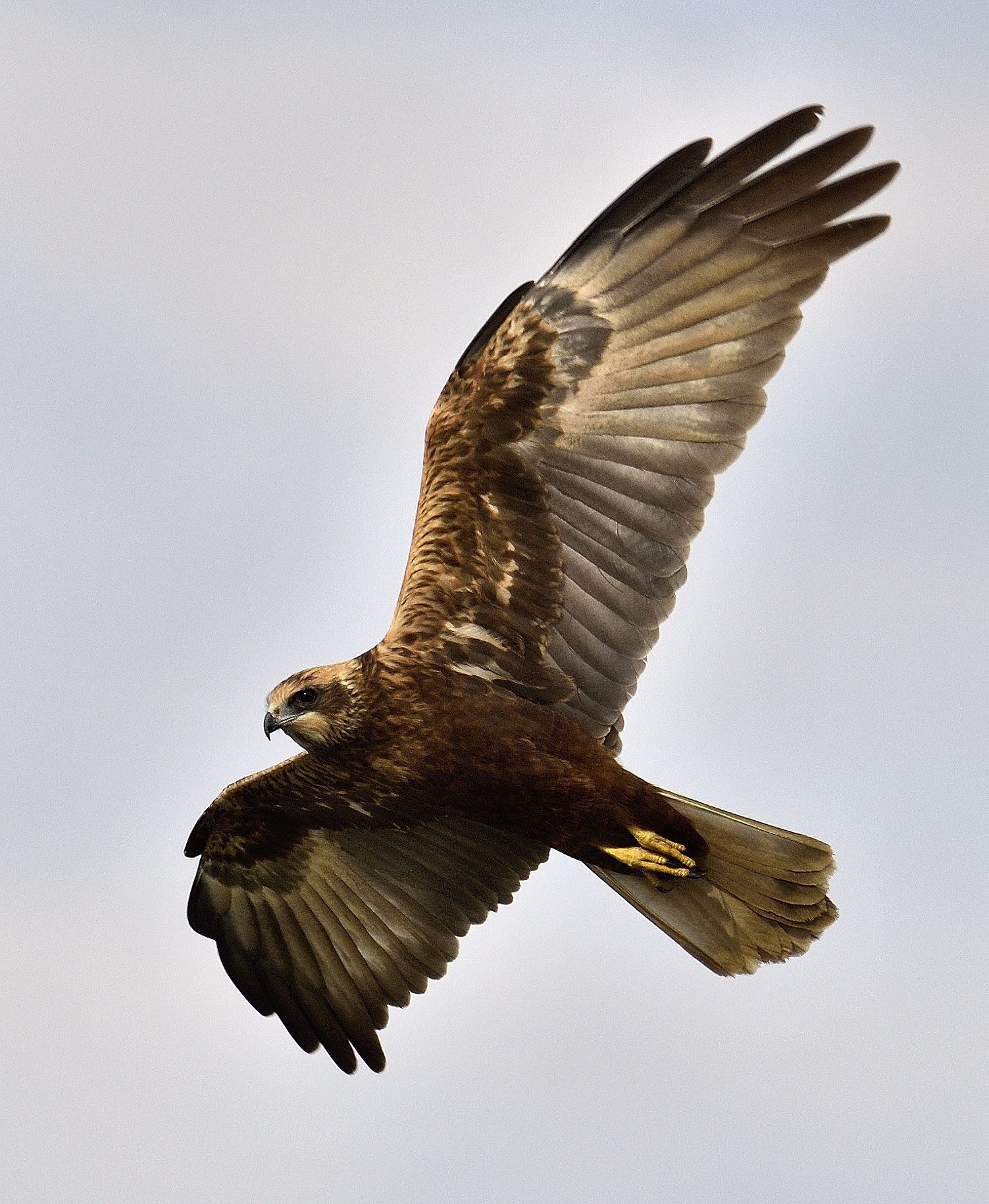Falco di palude (Circus aeruginosus)