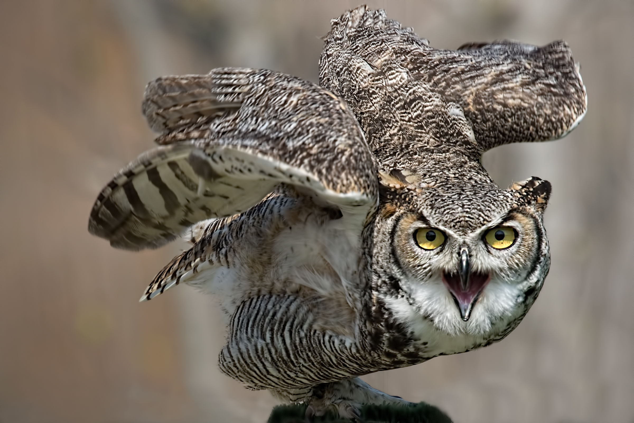 That determination!!